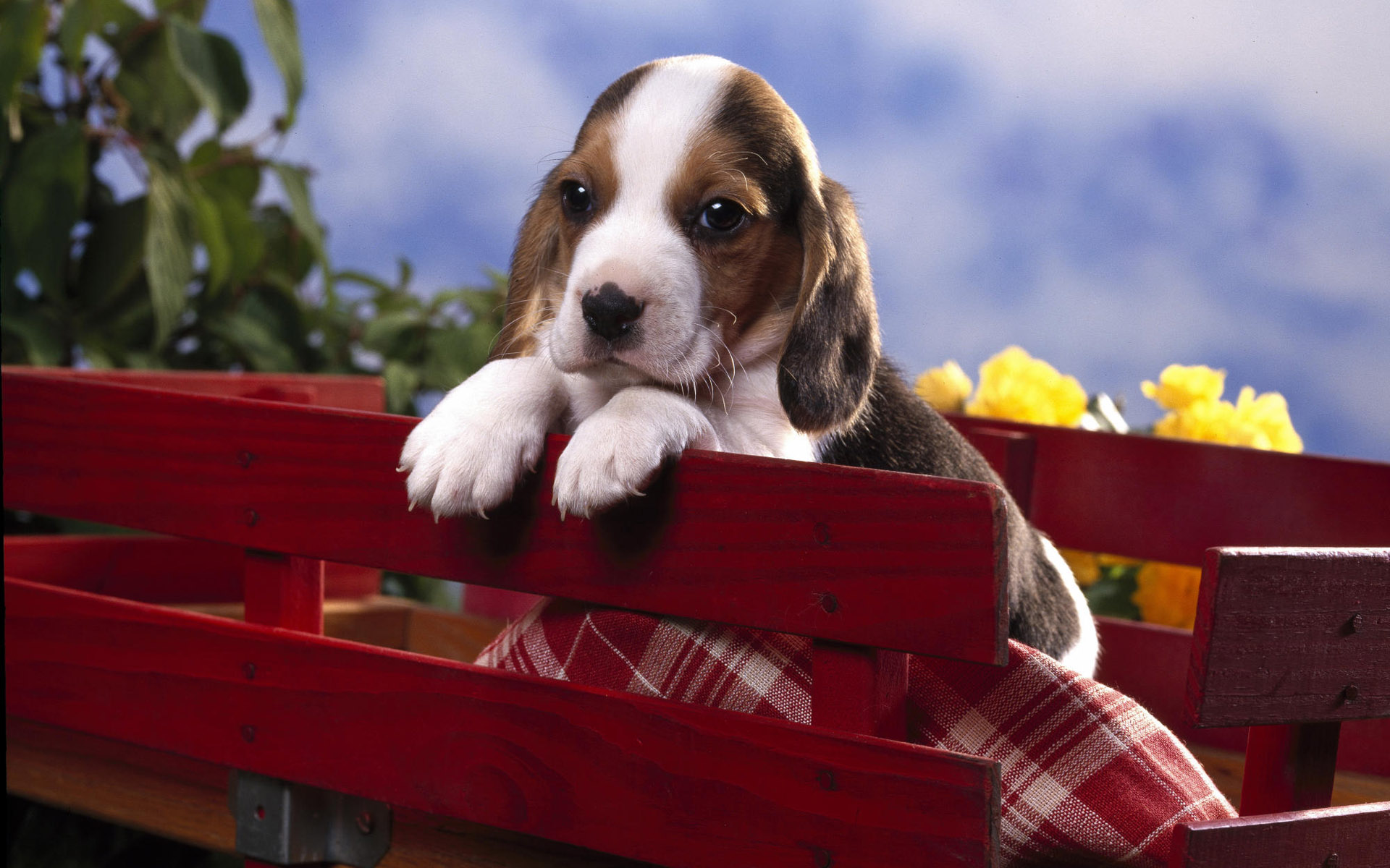 Free download wallpaper Dog, Animal, Puppy, Beagle on your PC desktop