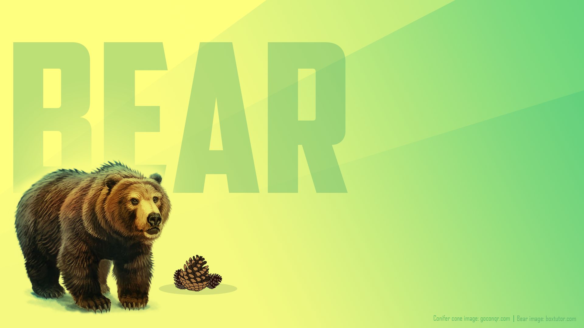 Скачать обои бесплатно Животные, Медведи, Медведь, Сосновая Шишка картинка на рабочий стол ПК