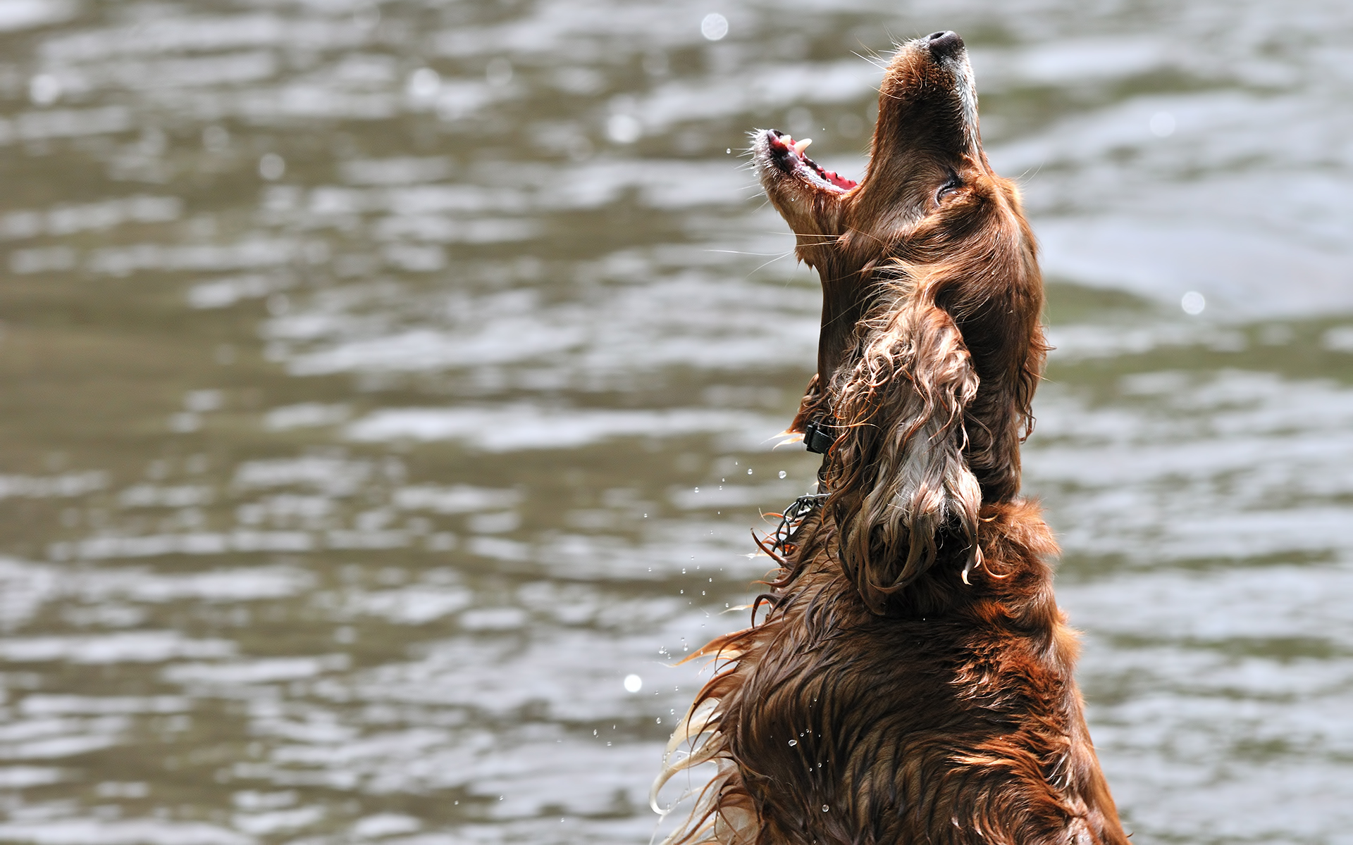 Laden Sie Irish Setter HD-Desktop-Hintergründe herunter