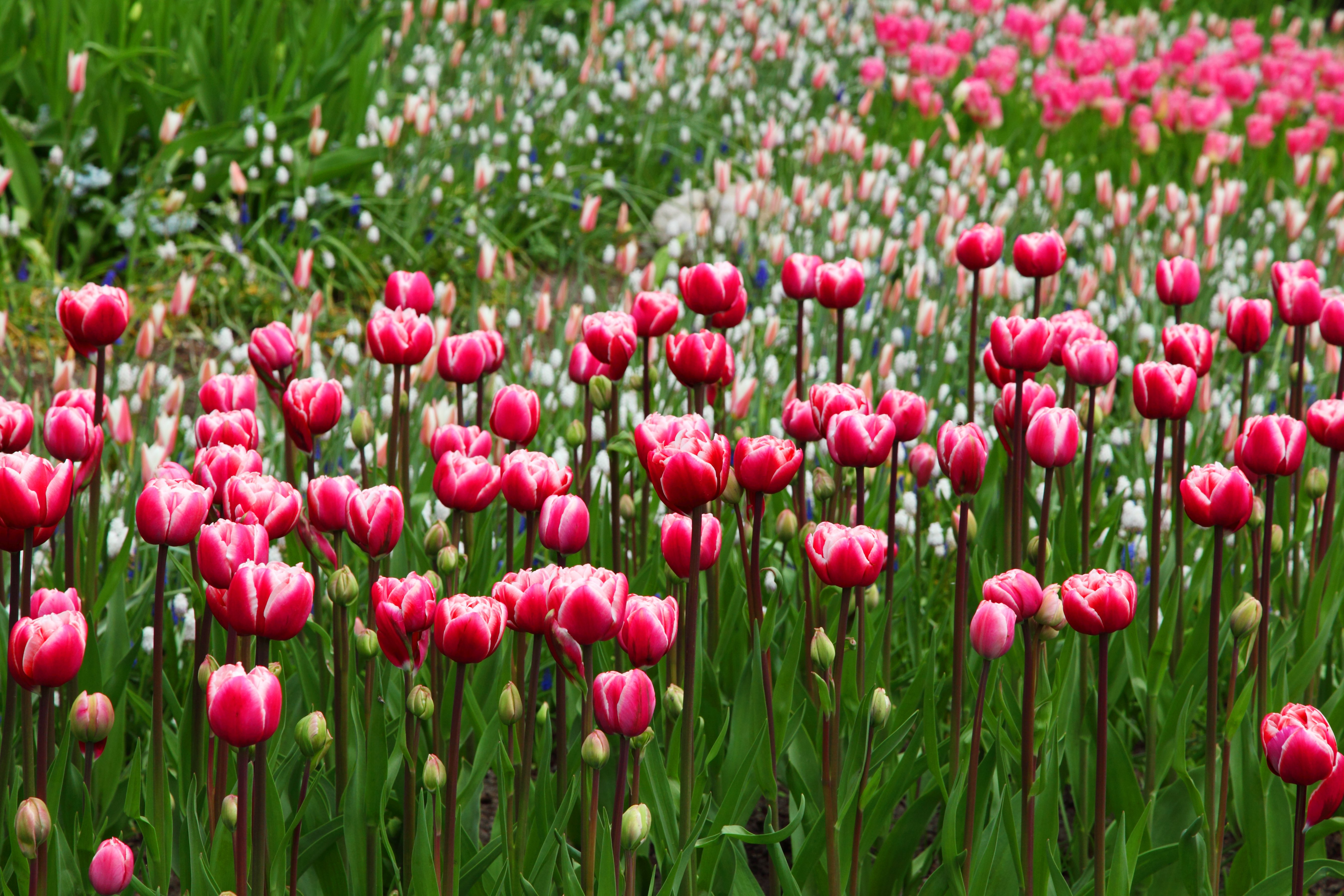 Laden Sie das Natur, Blumen, Blume, Tulpe, Erde/natur, Pinke Blume-Bild kostenlos auf Ihren PC-Desktop herunter