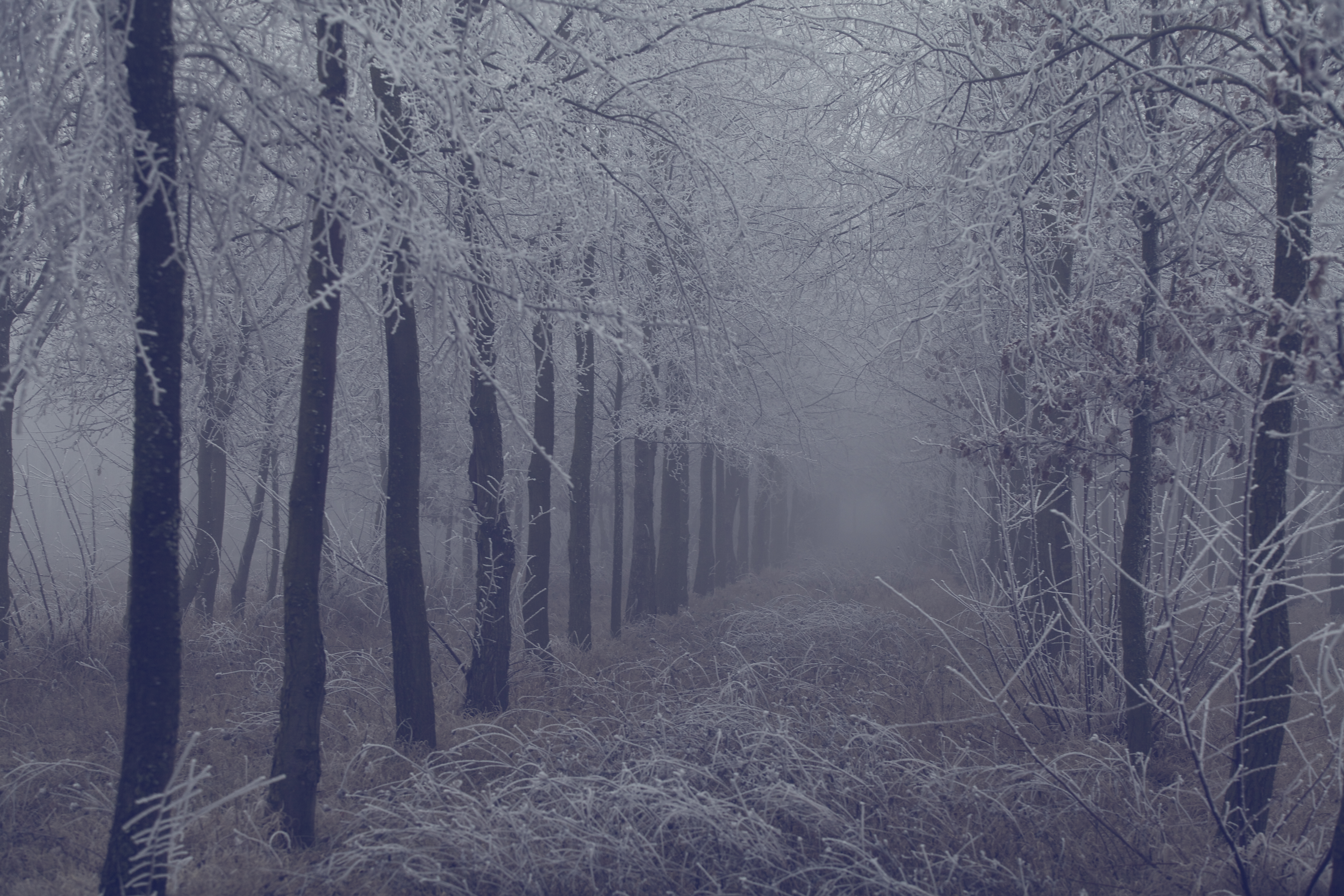 frost, nature, trees, grass, forest, fog, branches, hoarfrost Full HD