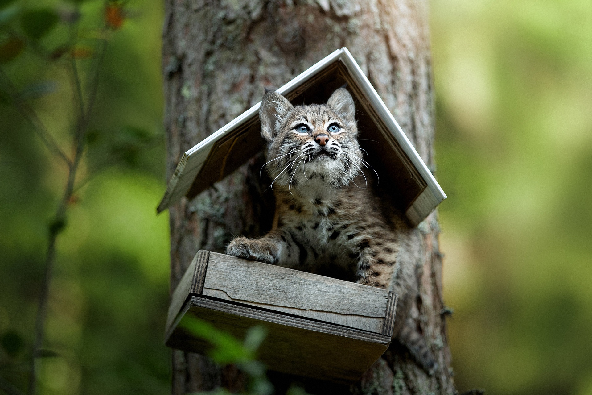 Download mobile wallpaper Cats, Animal, Baby Animal, Lynx, Cub for free.