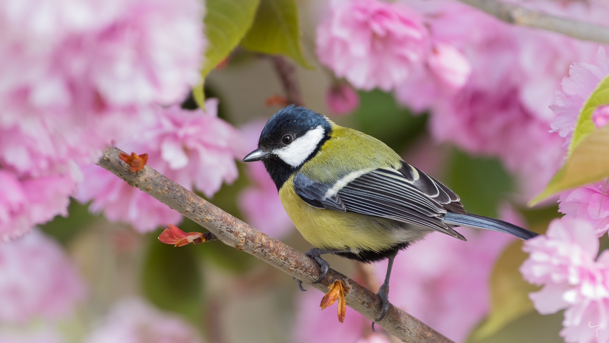 Free download wallpaper Birds, Bird, Animal, Titmouse, Passerine on your PC desktop