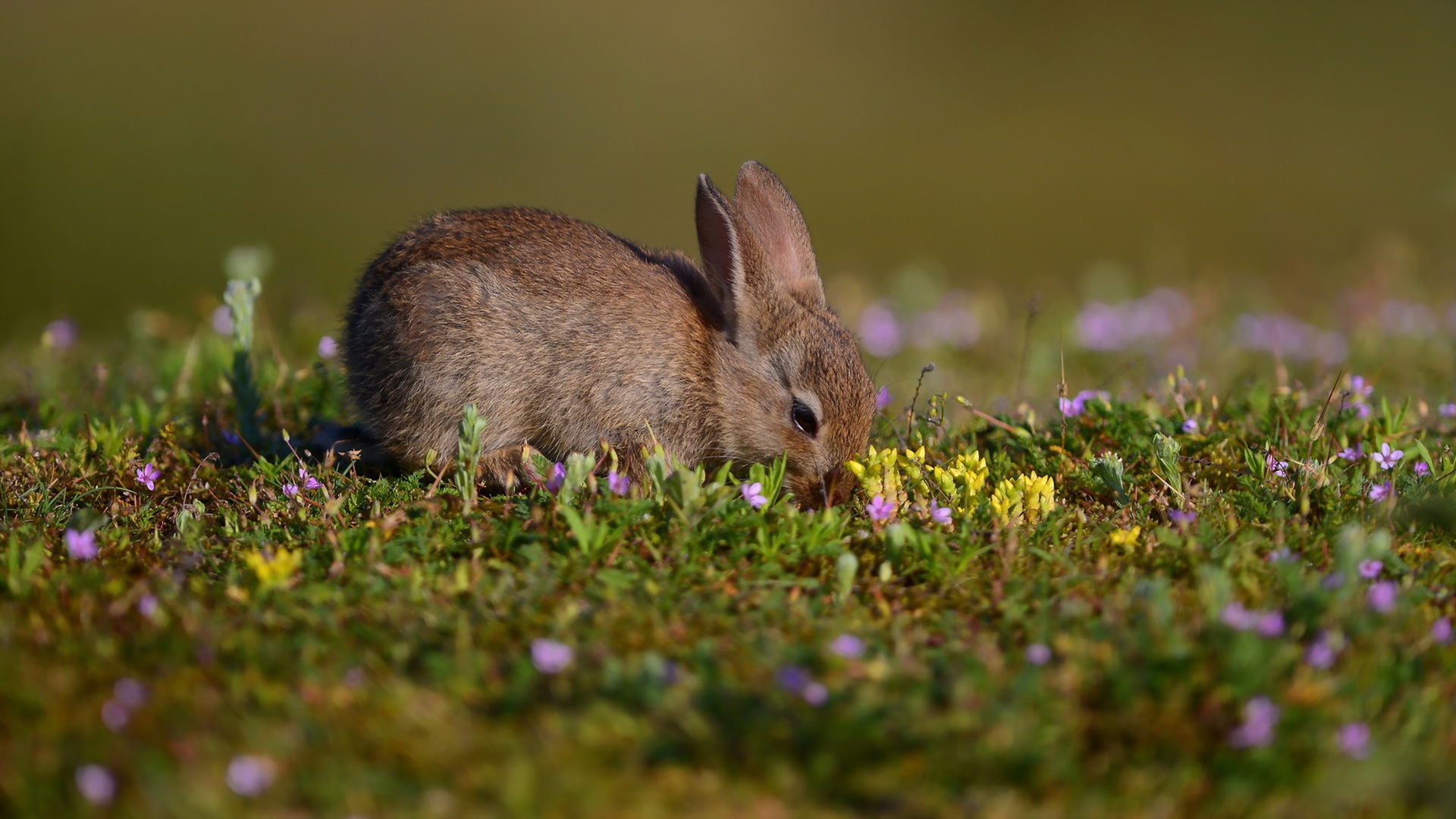 Download mobile wallpaper Blur, Close Up, Animal, Spring, Rabbit for free.
