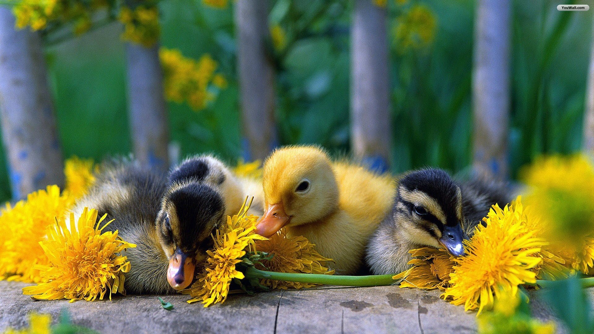 Download background birds, animals, ducks