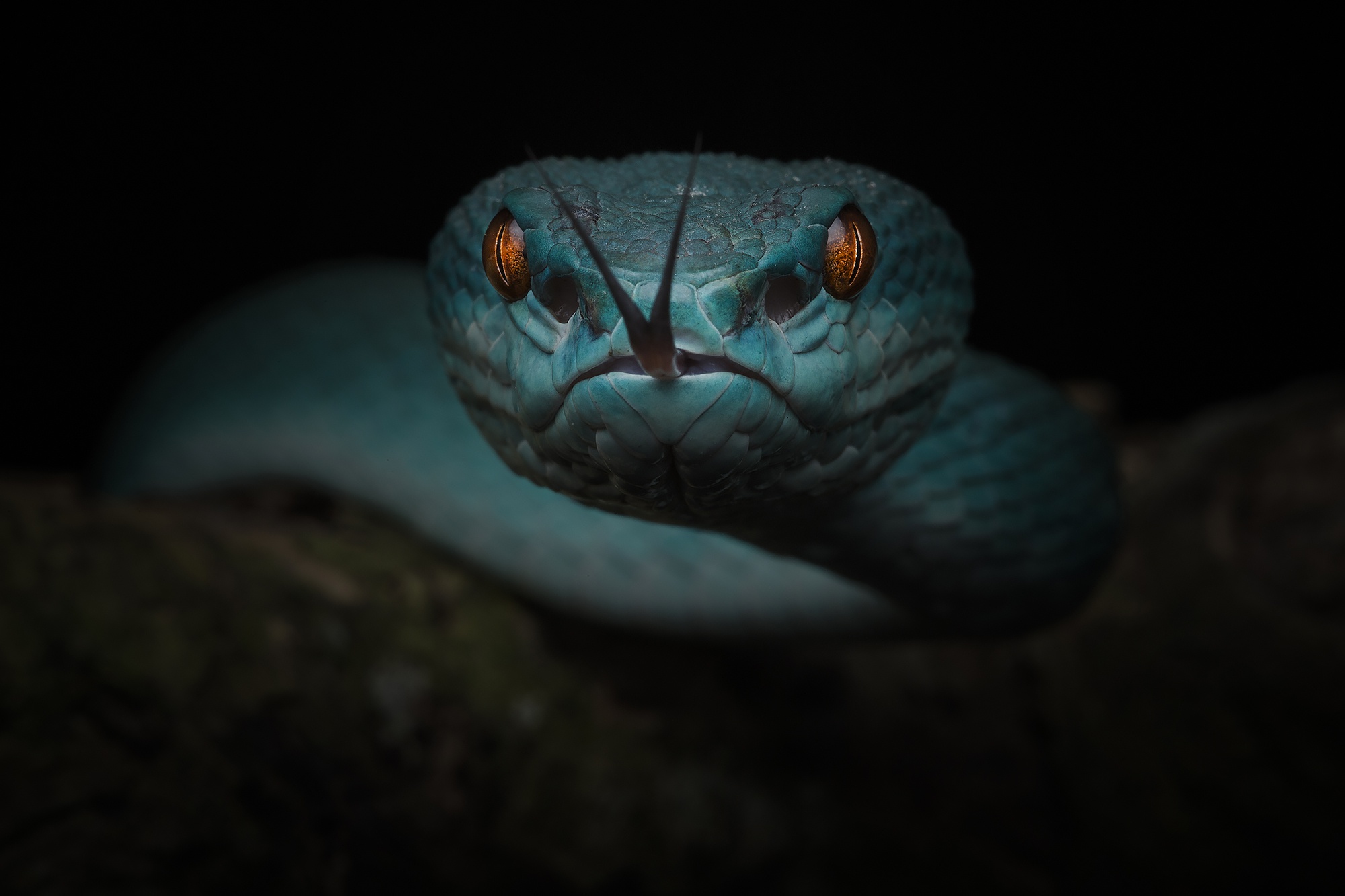 Free download wallpaper Macro, Animal, Reptile, Snake, Reptiles, Viper on your PC desktop