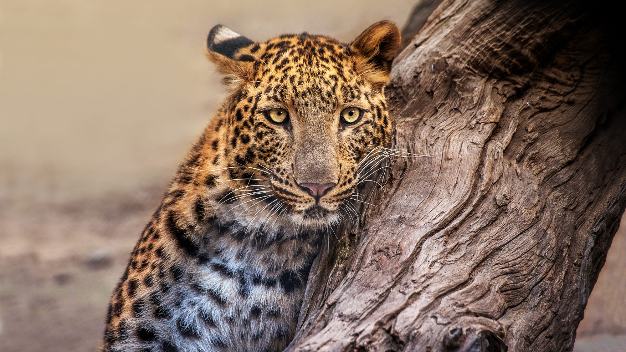 Baixar papel de parede para celular de Animais, Gatos, Leopardo gratuito.