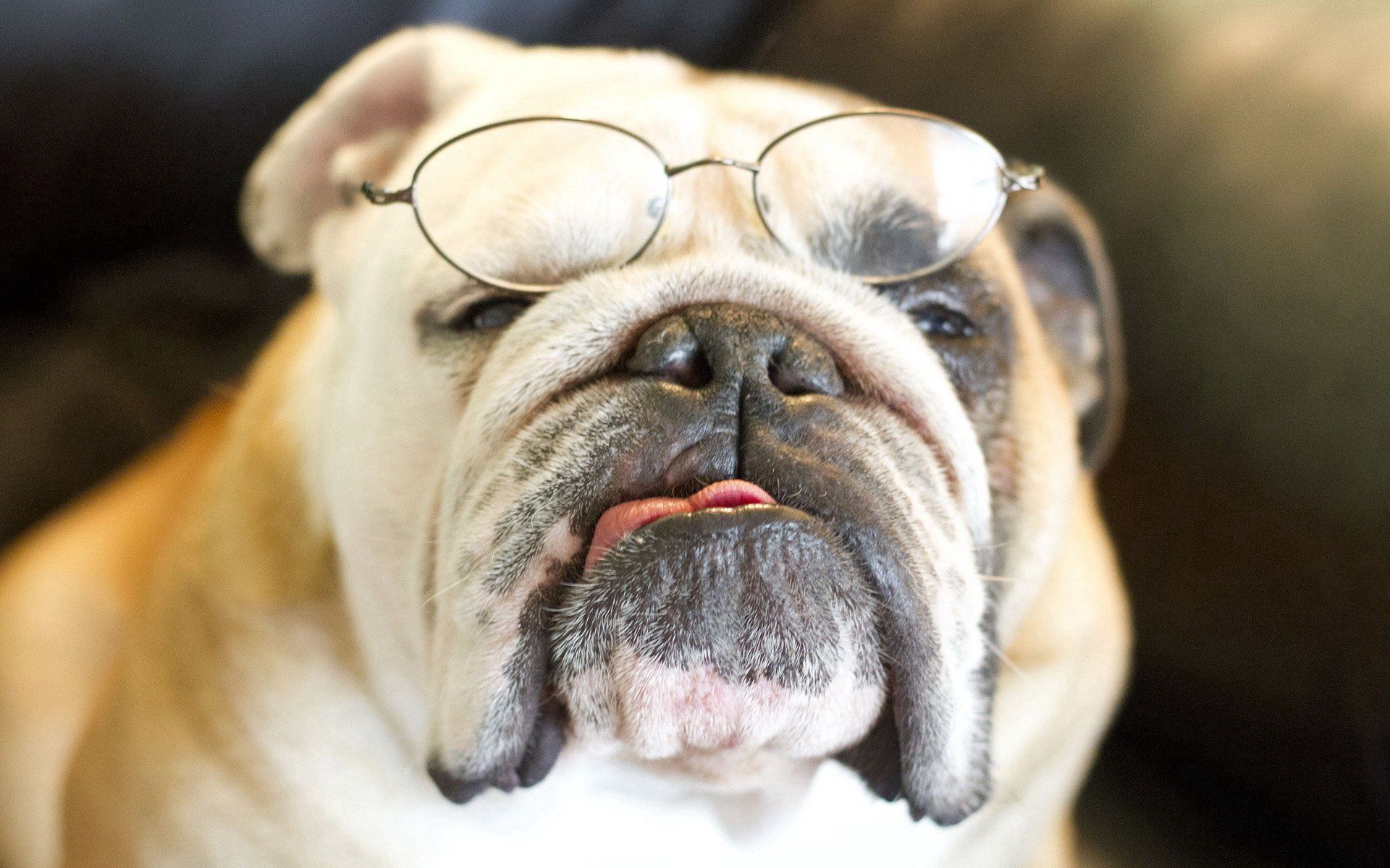 opinion, animals, dog, muzzle, sight, glasses, spectacles, bulldog HD wallpaper