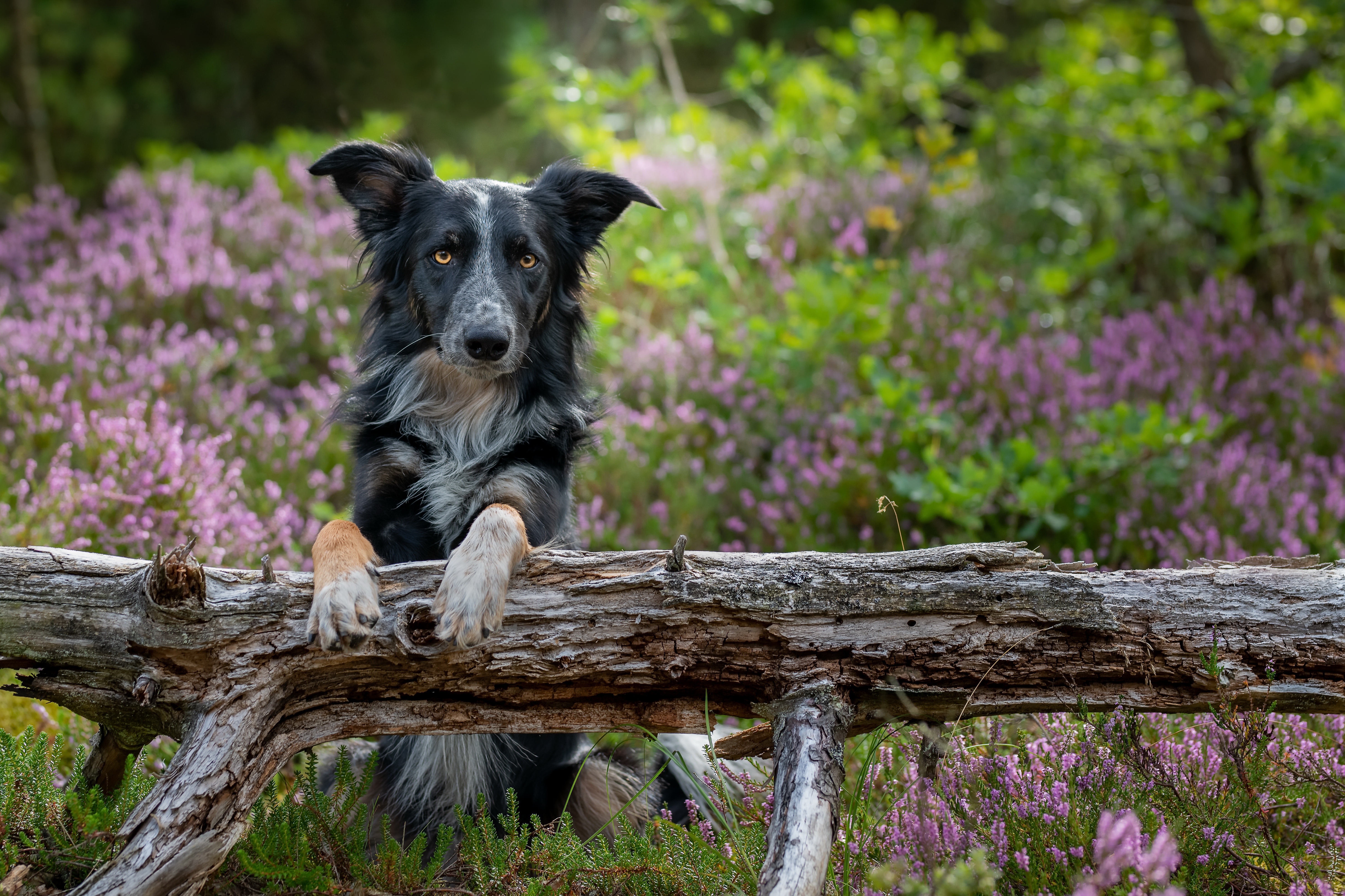 Baixe gratuitamente a imagem Animais, Cães, Cão na área de trabalho do seu PC