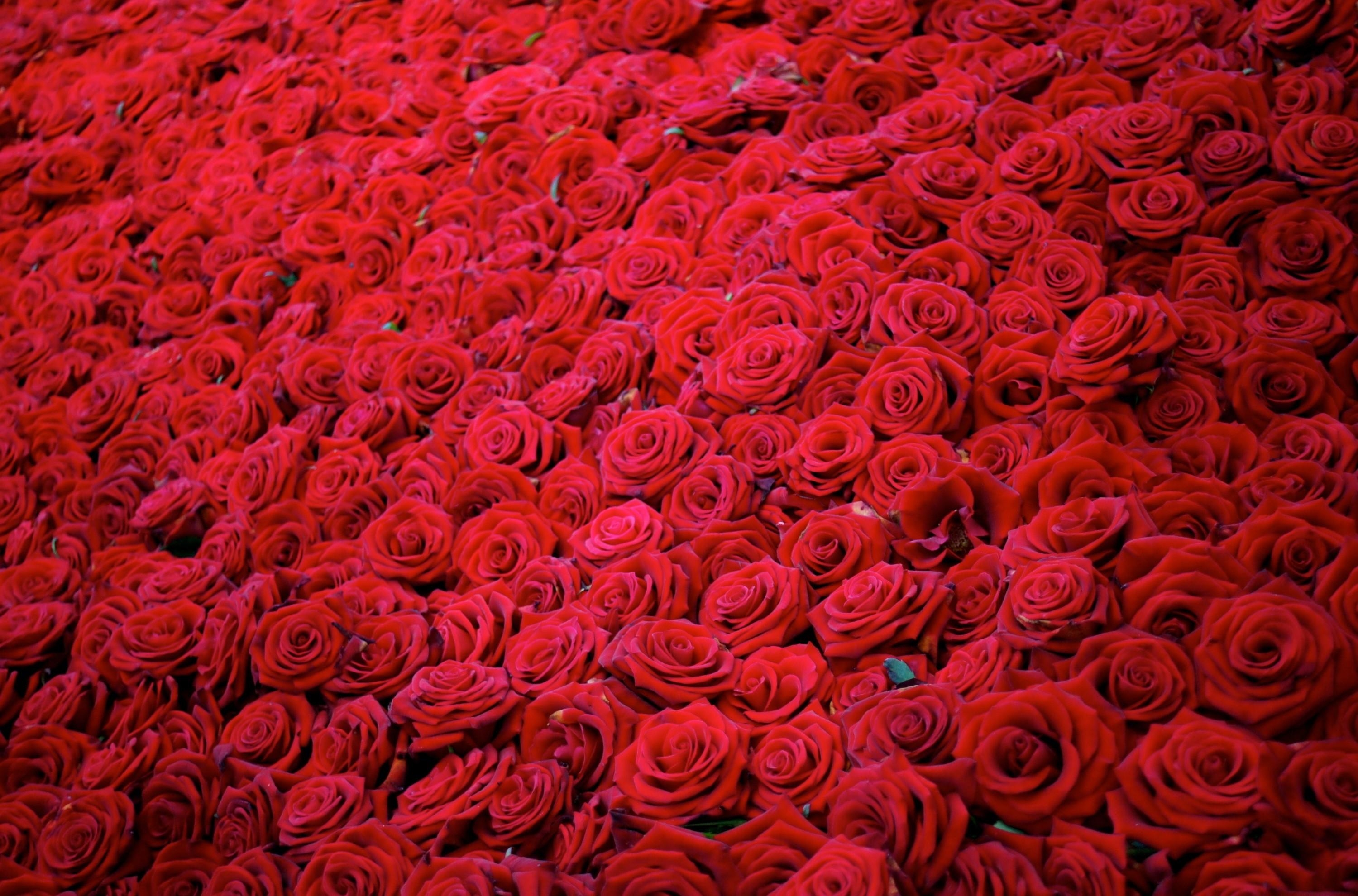 154505 baixar imagens flores, rosas, vermelho, buds, botões, muitos, muito - papéis de parede e protetores de tela gratuitamente