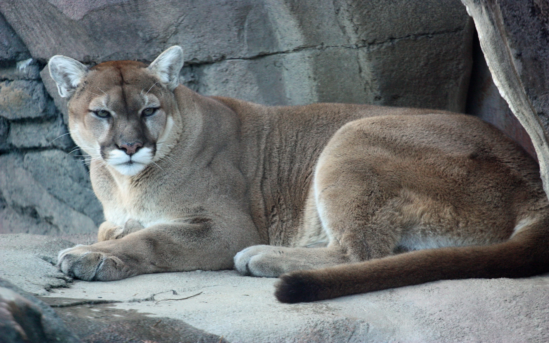 Baixe gratuitamente a imagem Animais, Gatos, Puma na área de trabalho do seu PC