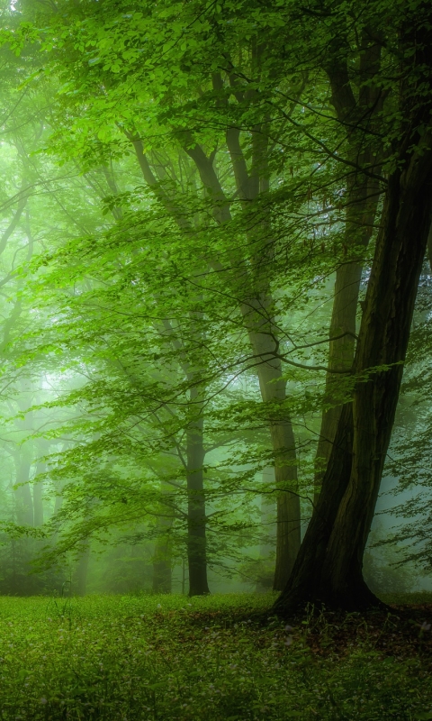 無料モバイル壁紙自然, 木, 森, 霧, 地球をダウンロードします。