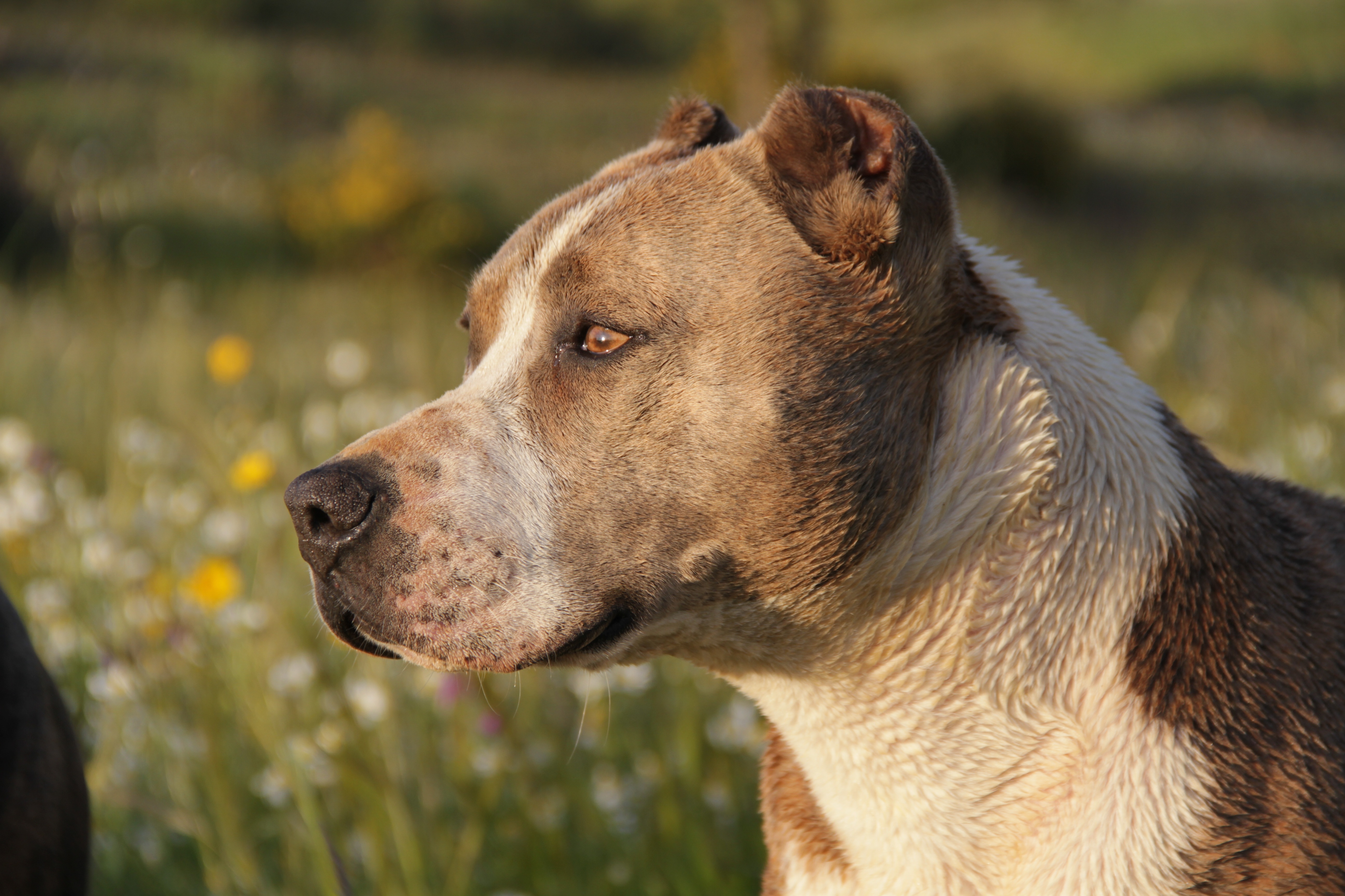 383217 descargar imagen pitbull terrier americano, animales, de cerca, perro, cabeza, pitbull, perros: fondos de pantalla y protectores de pantalla gratis
