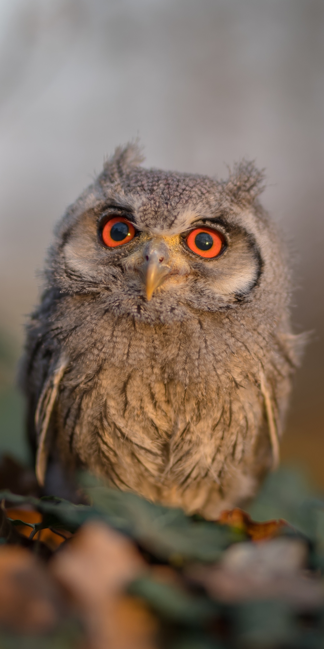 Mobile Wallpaper Owl 