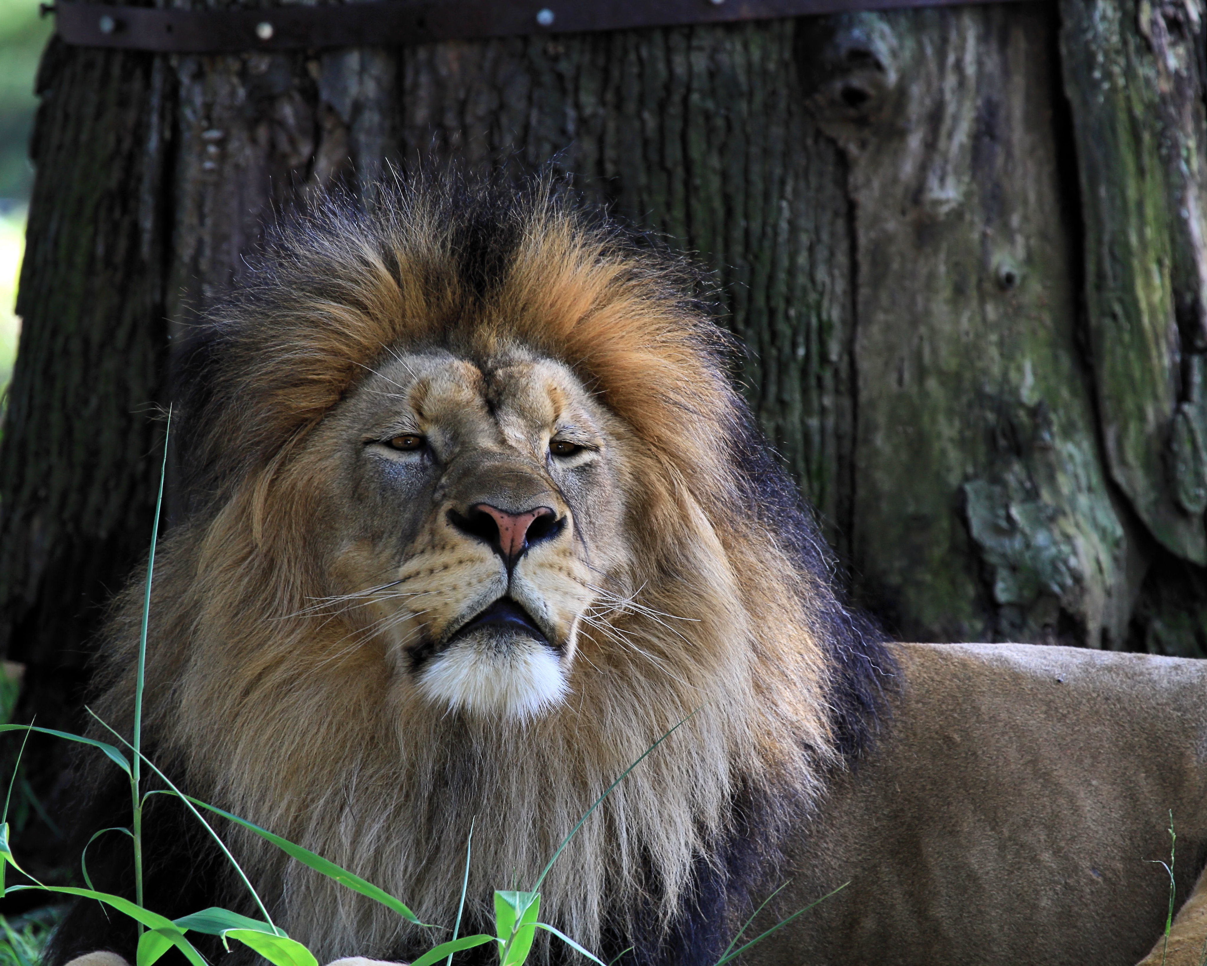 127712 descargar imagen animales, hierba, un leon, león, depredador, gato grande, somnoliento: fondos de pantalla y protectores de pantalla gratis