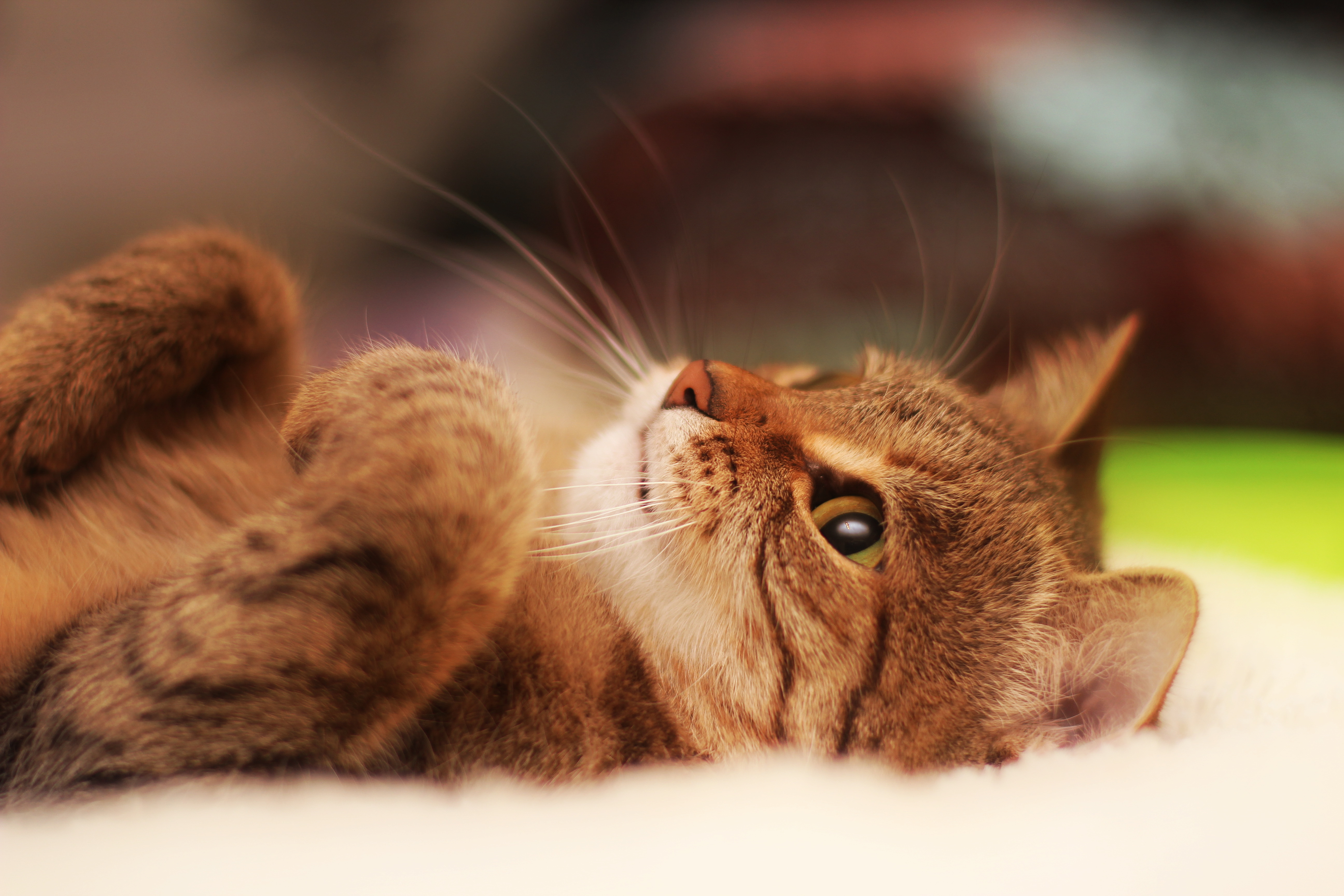 Descarga gratuita de fondo de pantalla para móvil de Gato, Gracioso, Gatos, Animales.