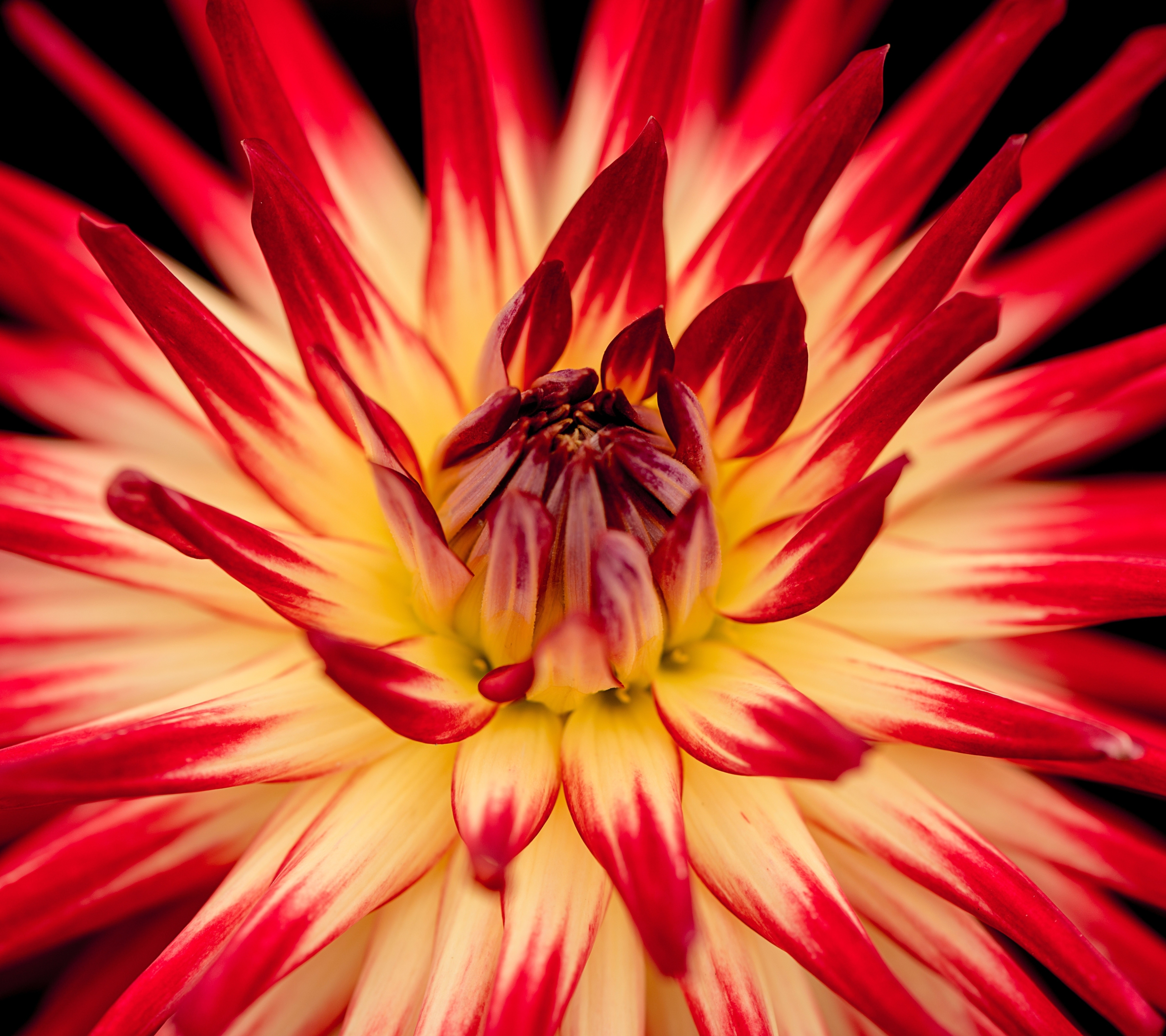 Téléchargez gratuitement l'image Fleurs, Fleur, Macro, Dahlia, Fleur Rouge, Terre/nature sur le bureau de votre PC