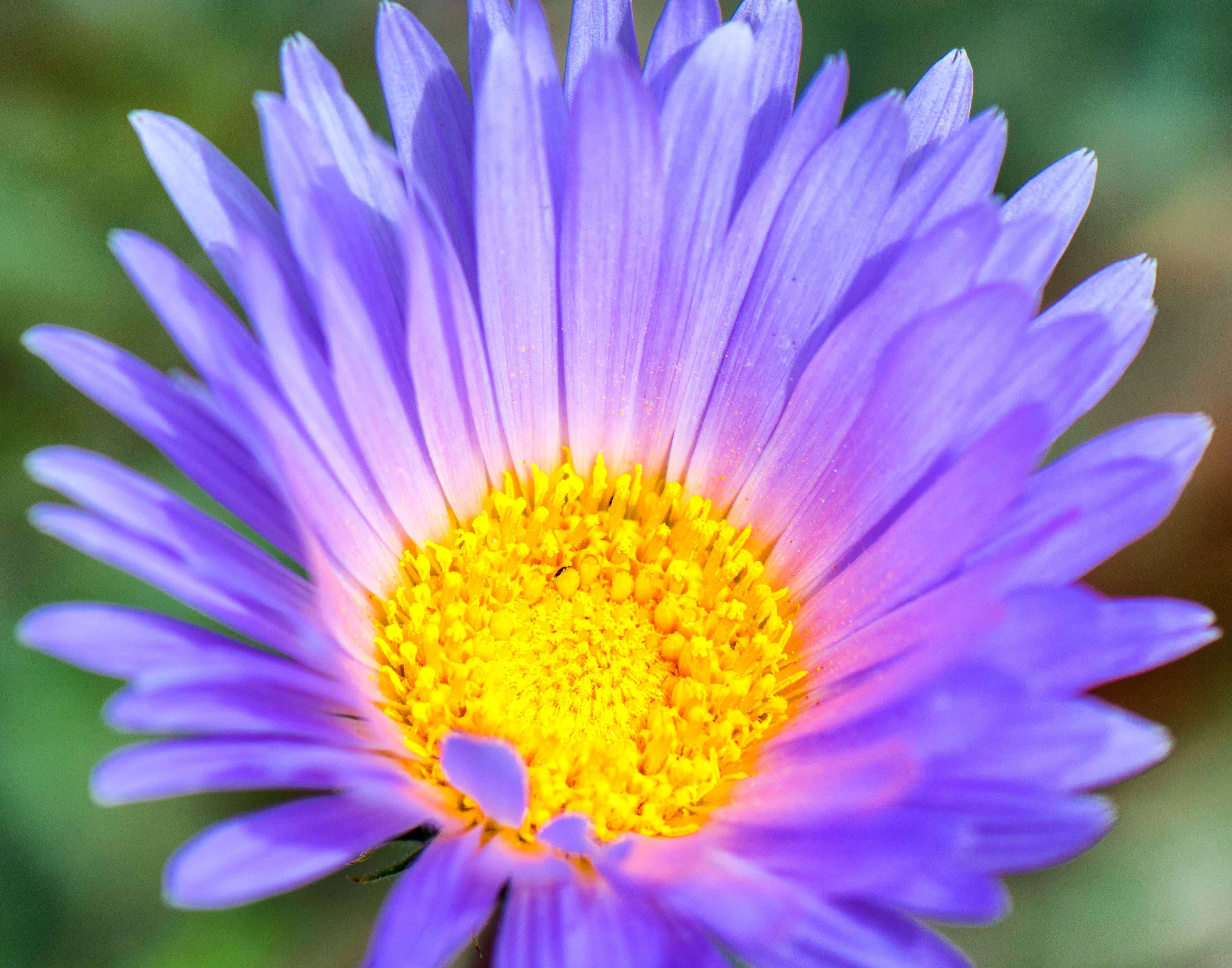 Descarga gratis la imagen Naturaleza, Flores, Flor, Margarita, Flor Purpura, Tierra/naturaleza, Macrofotografía en el escritorio de tu PC
