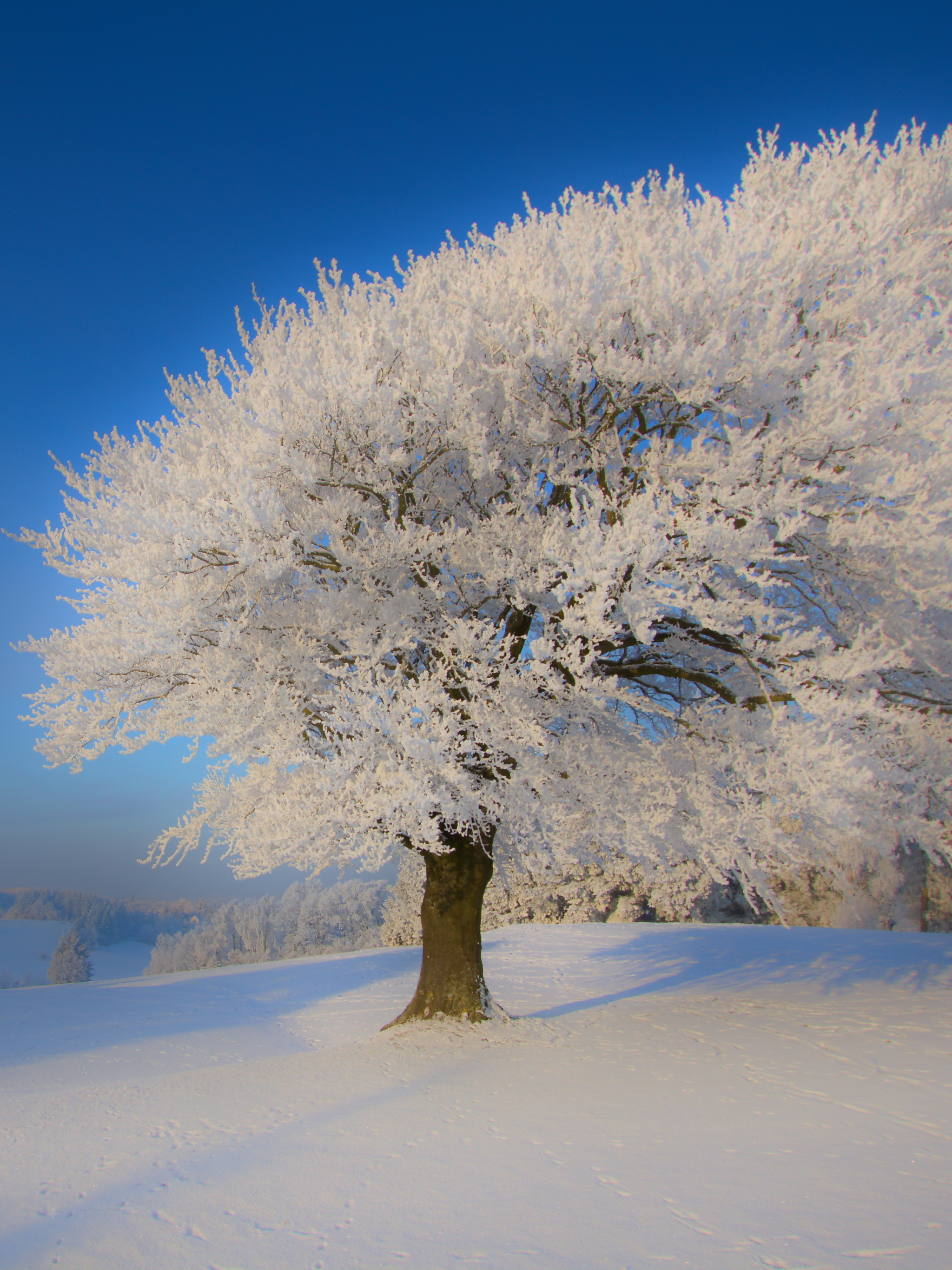 Download mobile wallpaper Winter, Snow, Tree, Earth for free.