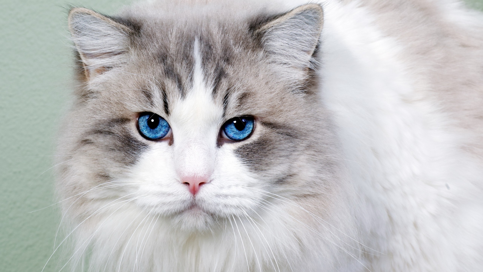 Handy-Wallpaper Tiere, Katze, Nahansicht, Gesicht, Auge, Blaue Augen kostenlos herunterladen.