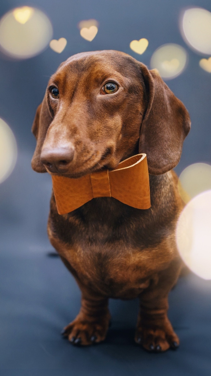 Download mobile wallpaper Dogs, Dog, Animal, Bokeh, Dachshund for free.