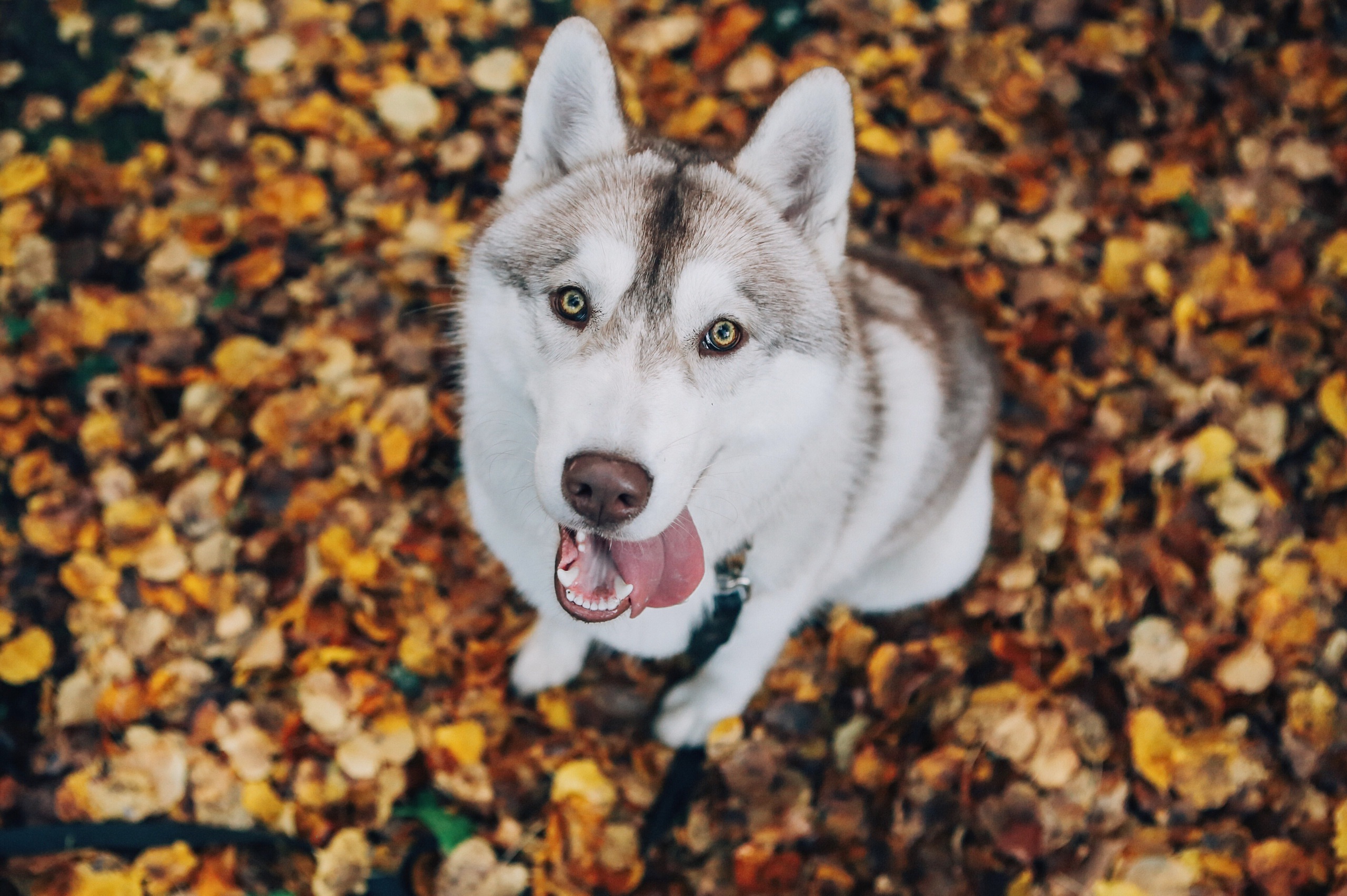 Free download wallpaper Dogs, Dog, Muzzle, Fall, Animal, Husky, Stare on your PC desktop