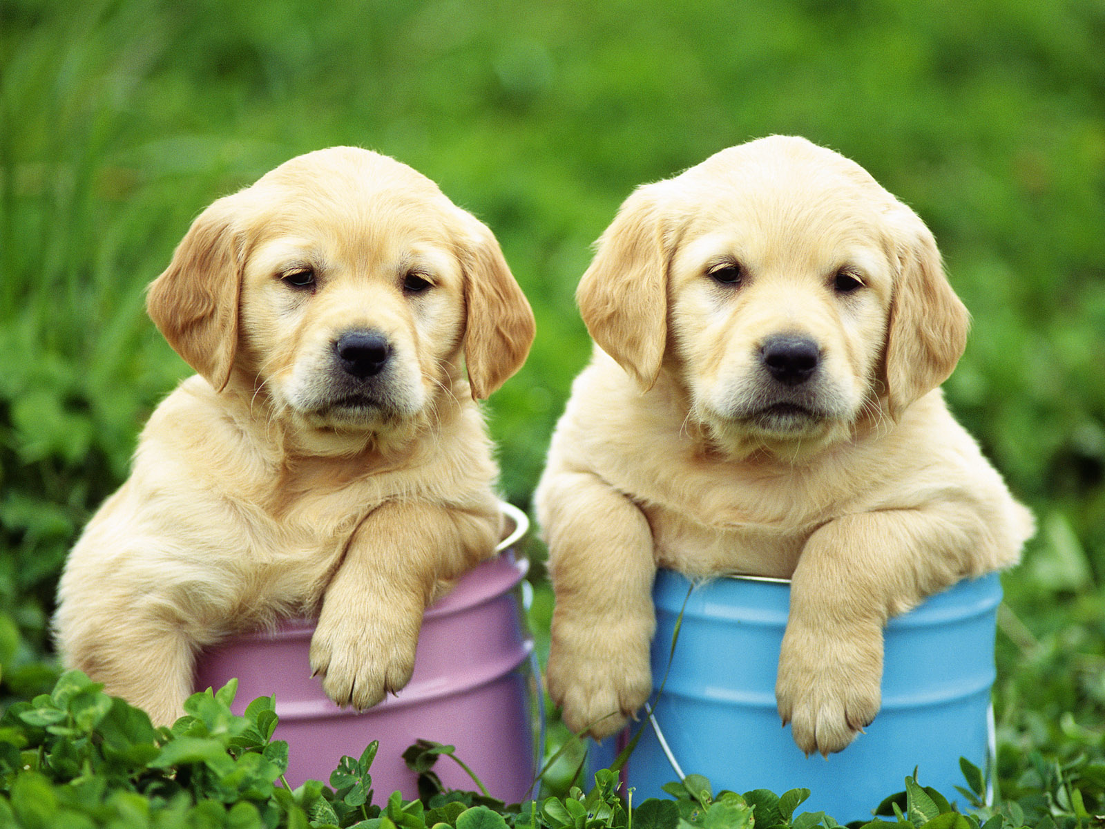 Téléchargez gratuitement l'image Animaux, Chiens, Chiot sur le bureau de votre PC