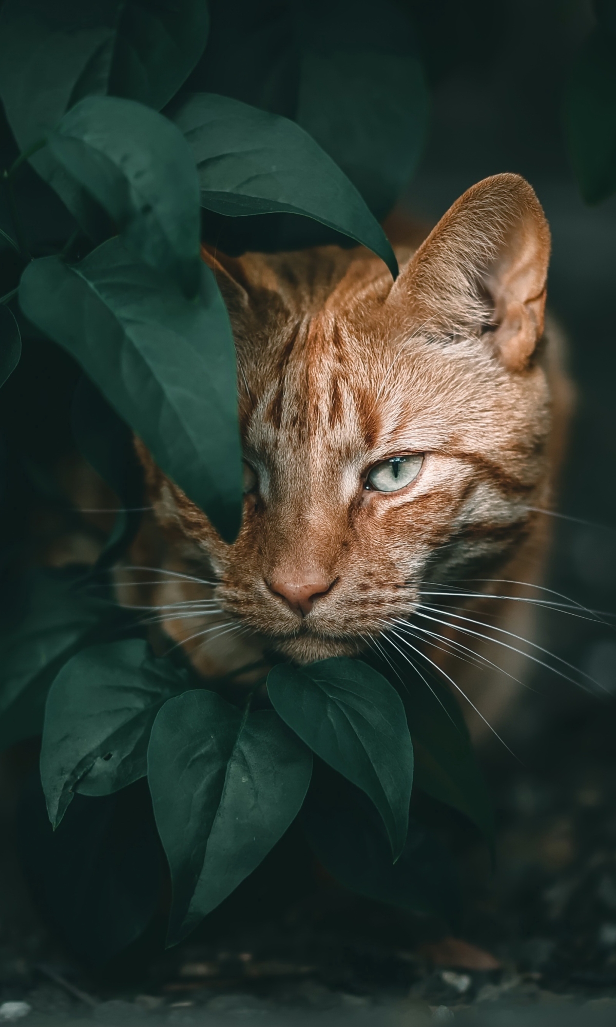 Download mobile wallpaper Cats, Cat, Animal, Stare for free.