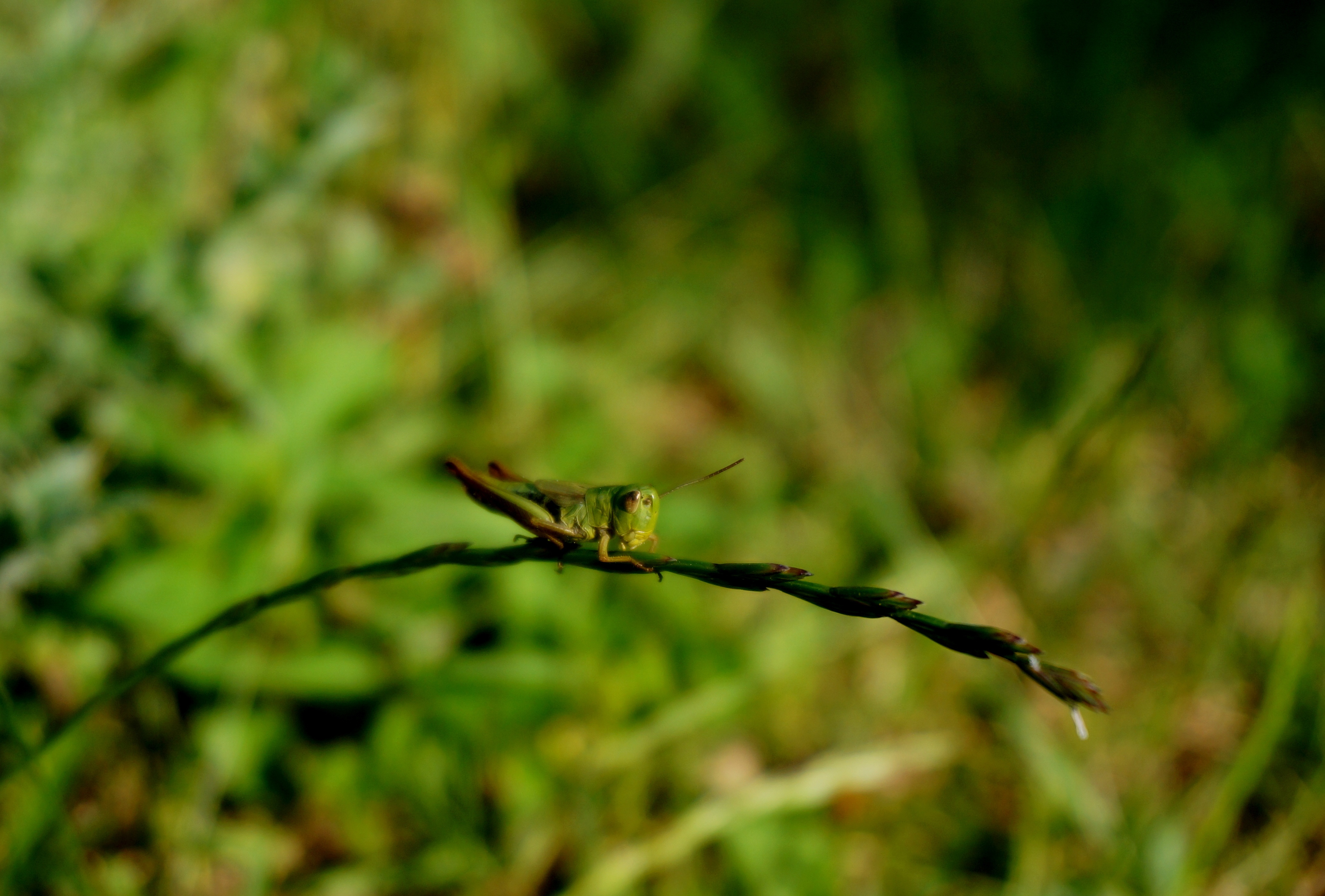 Free download wallpaper Plant, Blur, Close Up, Insect, Animal, Grasshopper on your PC desktop