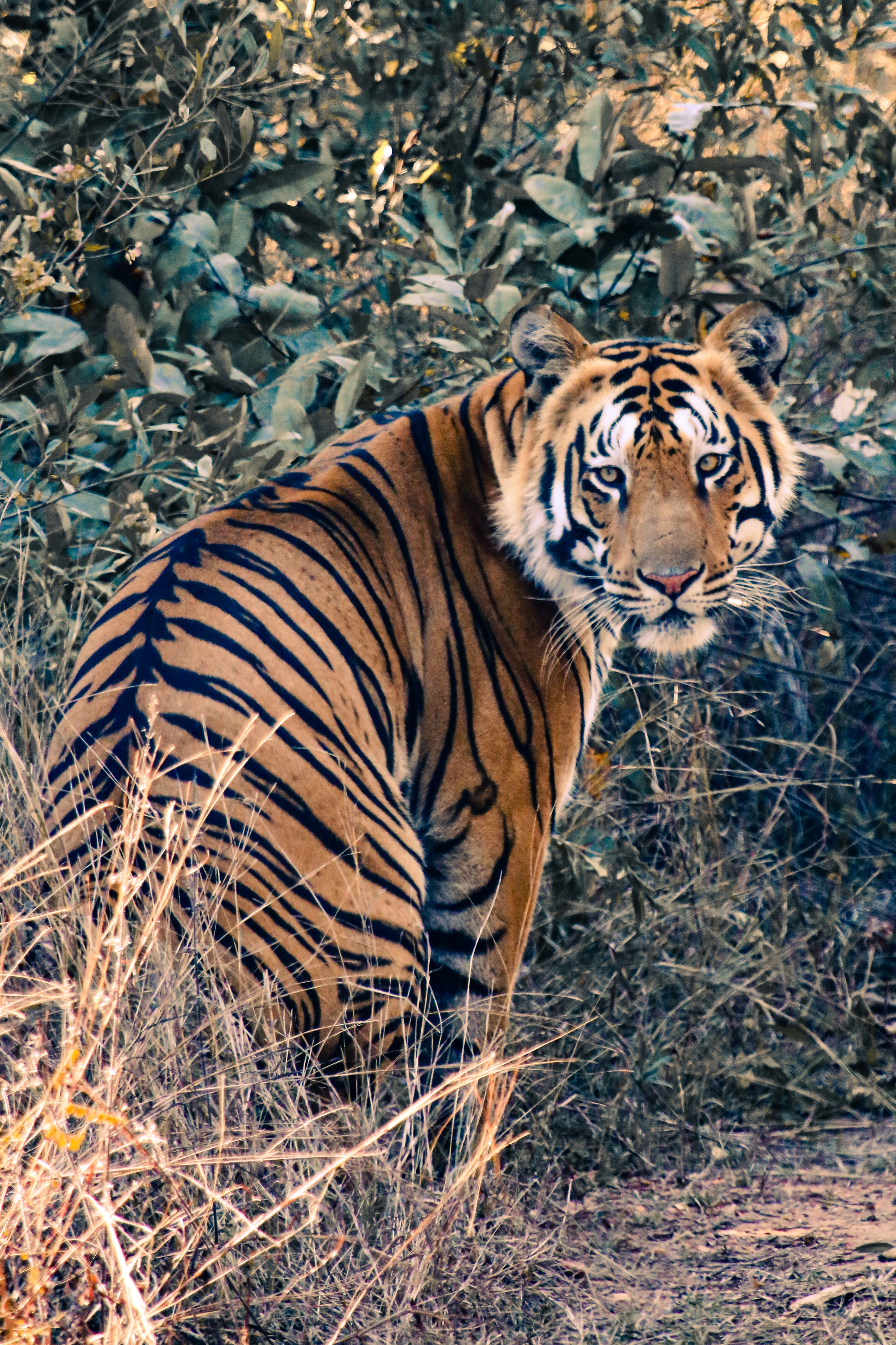 animals, big cat, sight, opinion, tiger, animal, wild desktop HD wallpaper