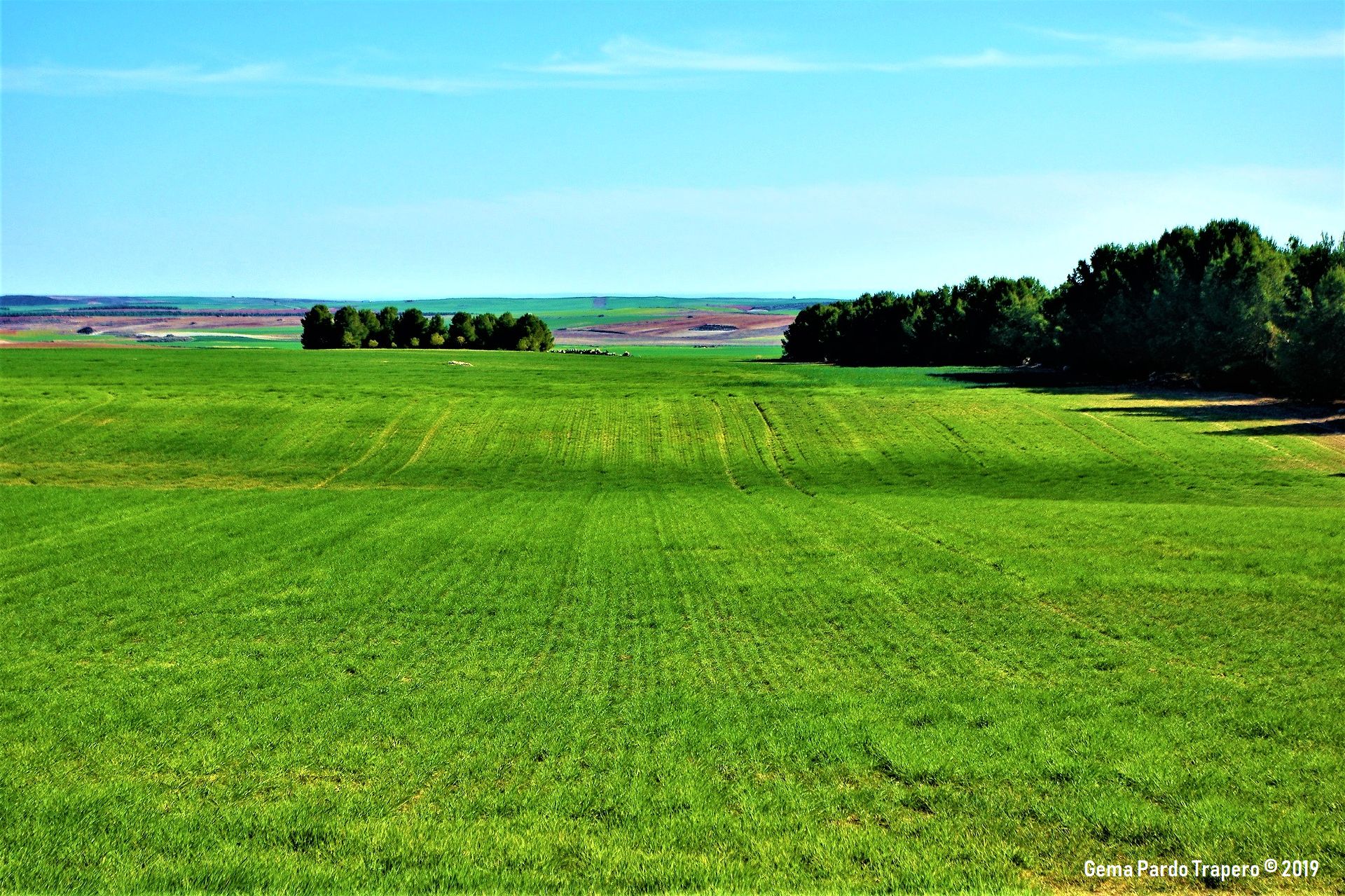 Download mobile wallpaper Nature, Grass, Earth, Field for free.