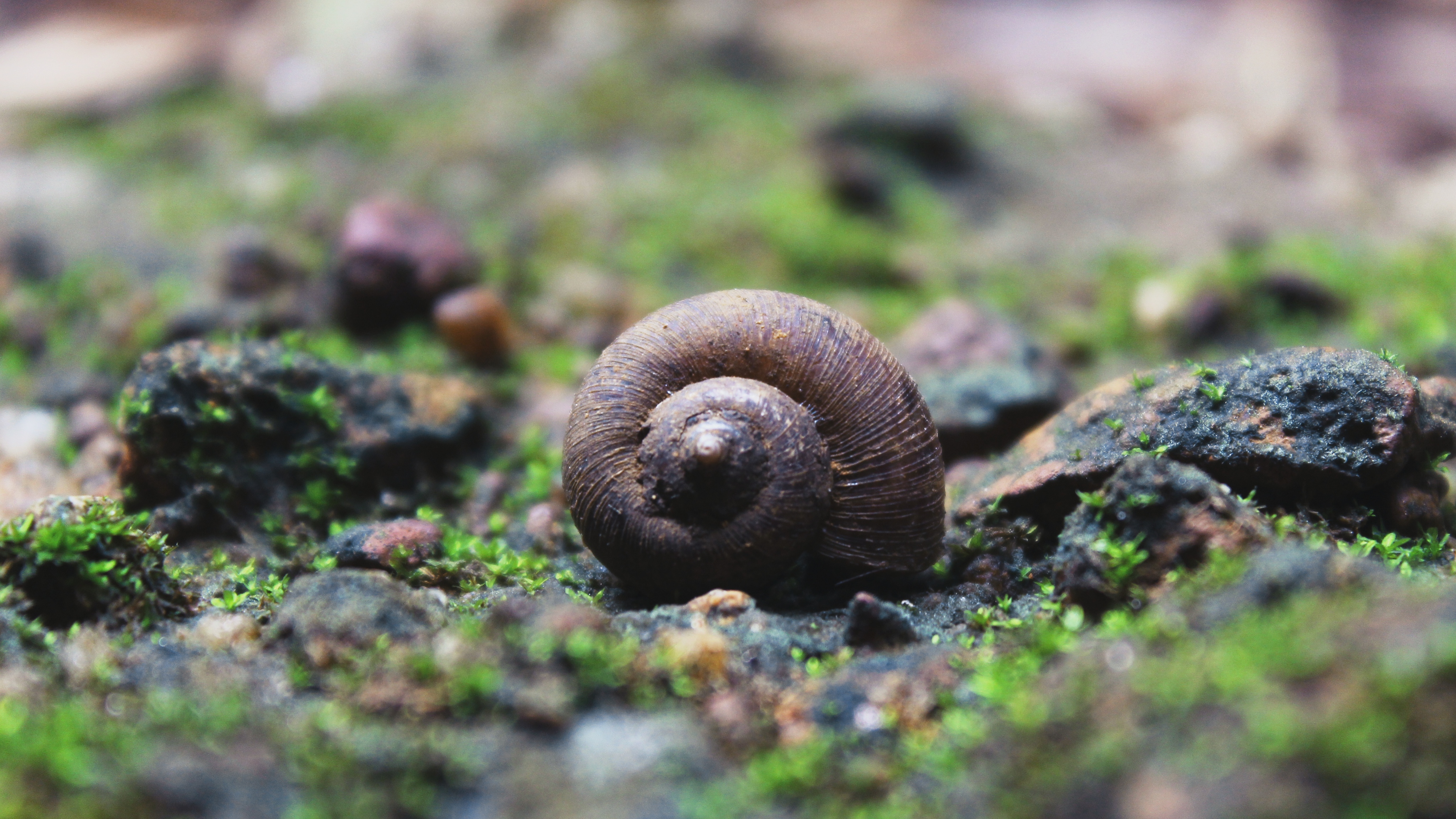 Descarga gratuita de fondo de pantalla para móvil de Animales, Naturaleza, Caracol, Concha.