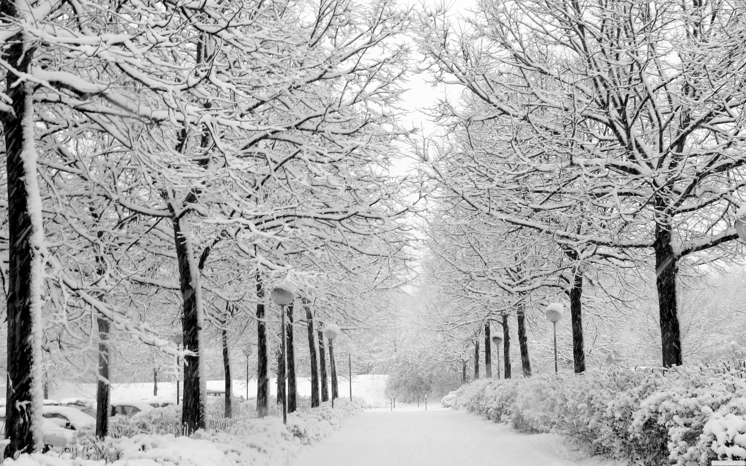 168902 Bild herunterladen fotografie, winter, kalt, schnee, baum, weiß - Hintergrundbilder und Bildschirmschoner kostenlos