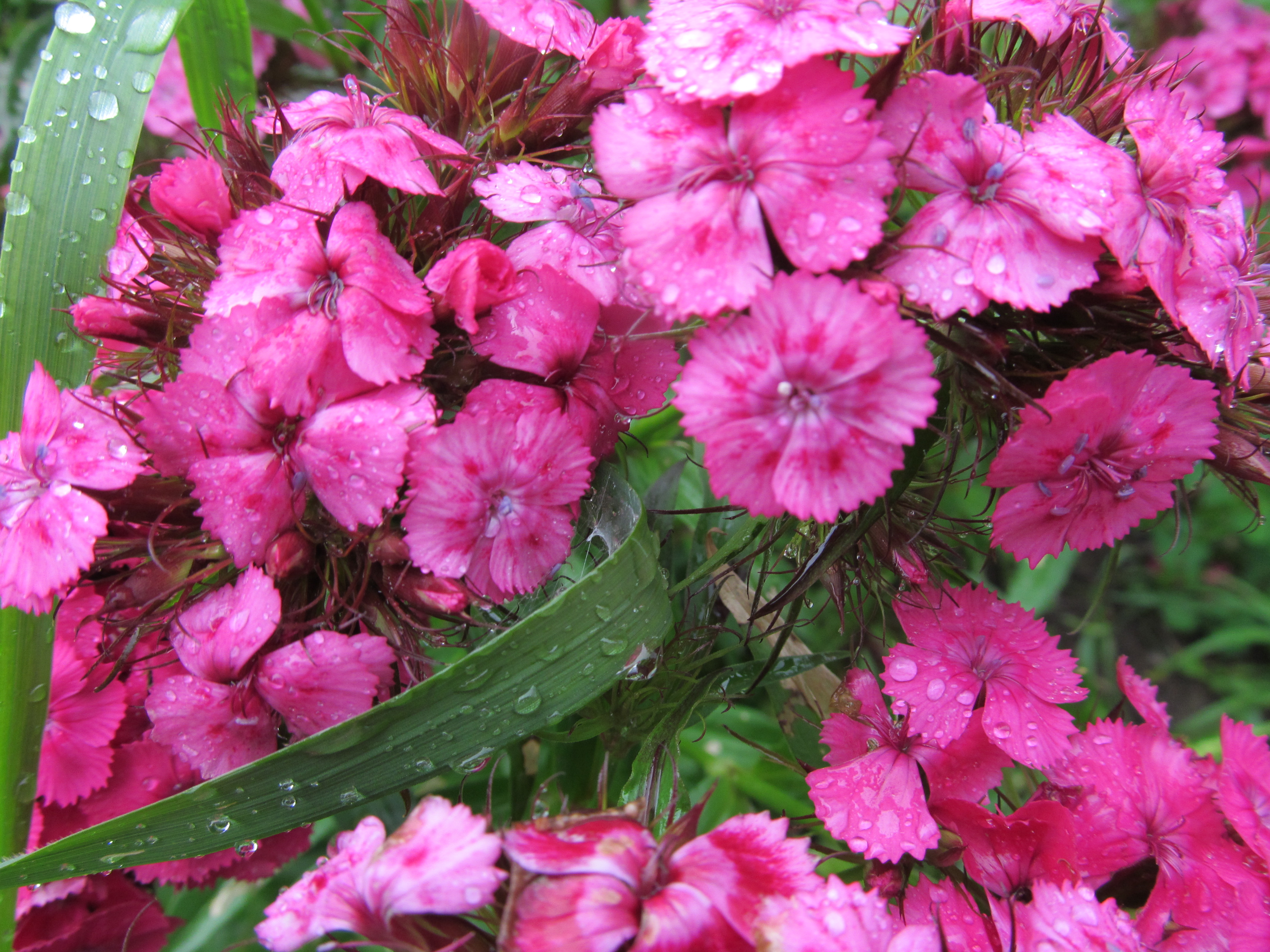 Baixe gratuitamente a imagem Flores, Flor, Terra/natureza na área de trabalho do seu PC