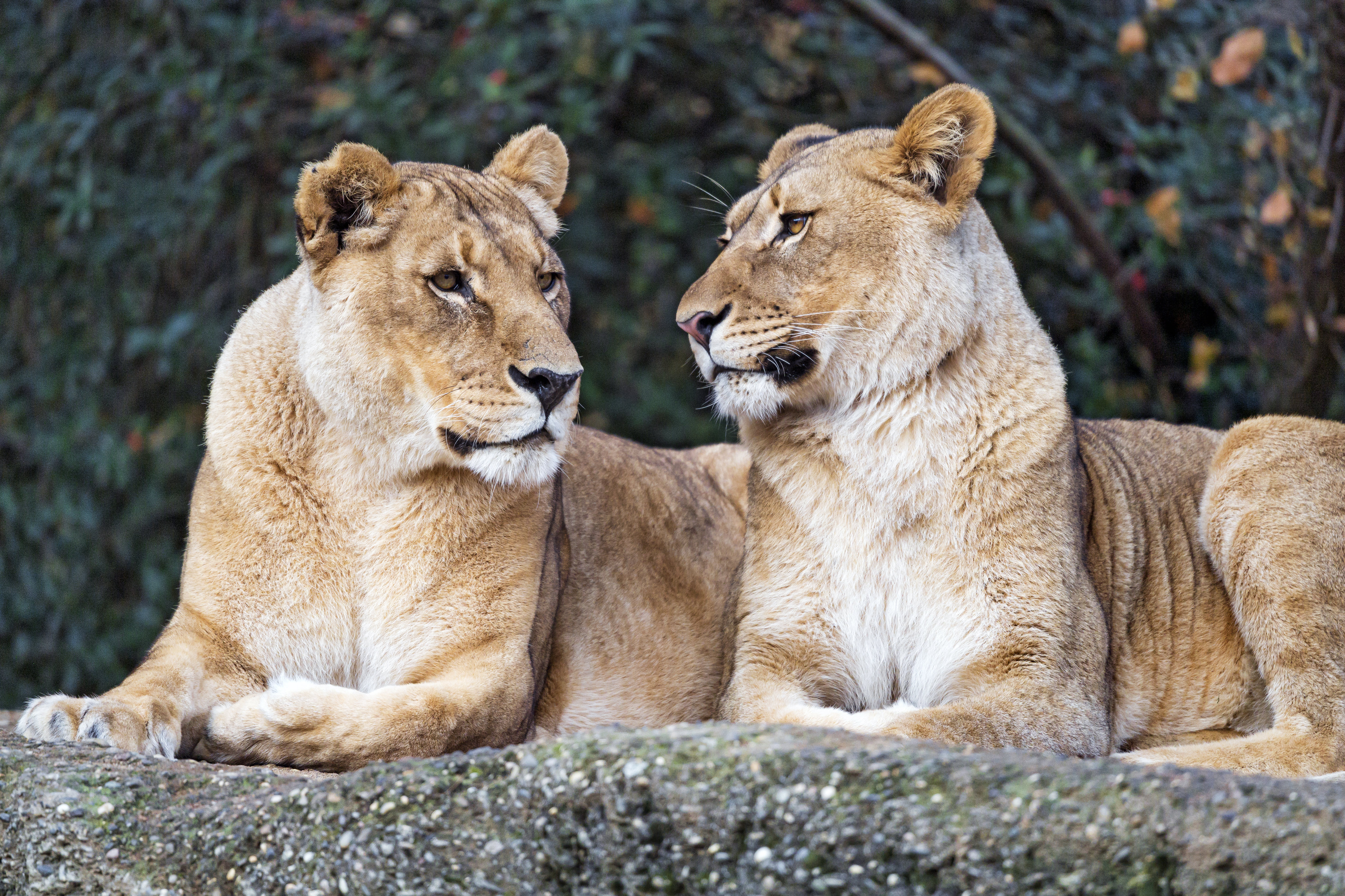 Download mobile wallpaper Lioness, Profile, Big Cat, Animals, Predator for free.