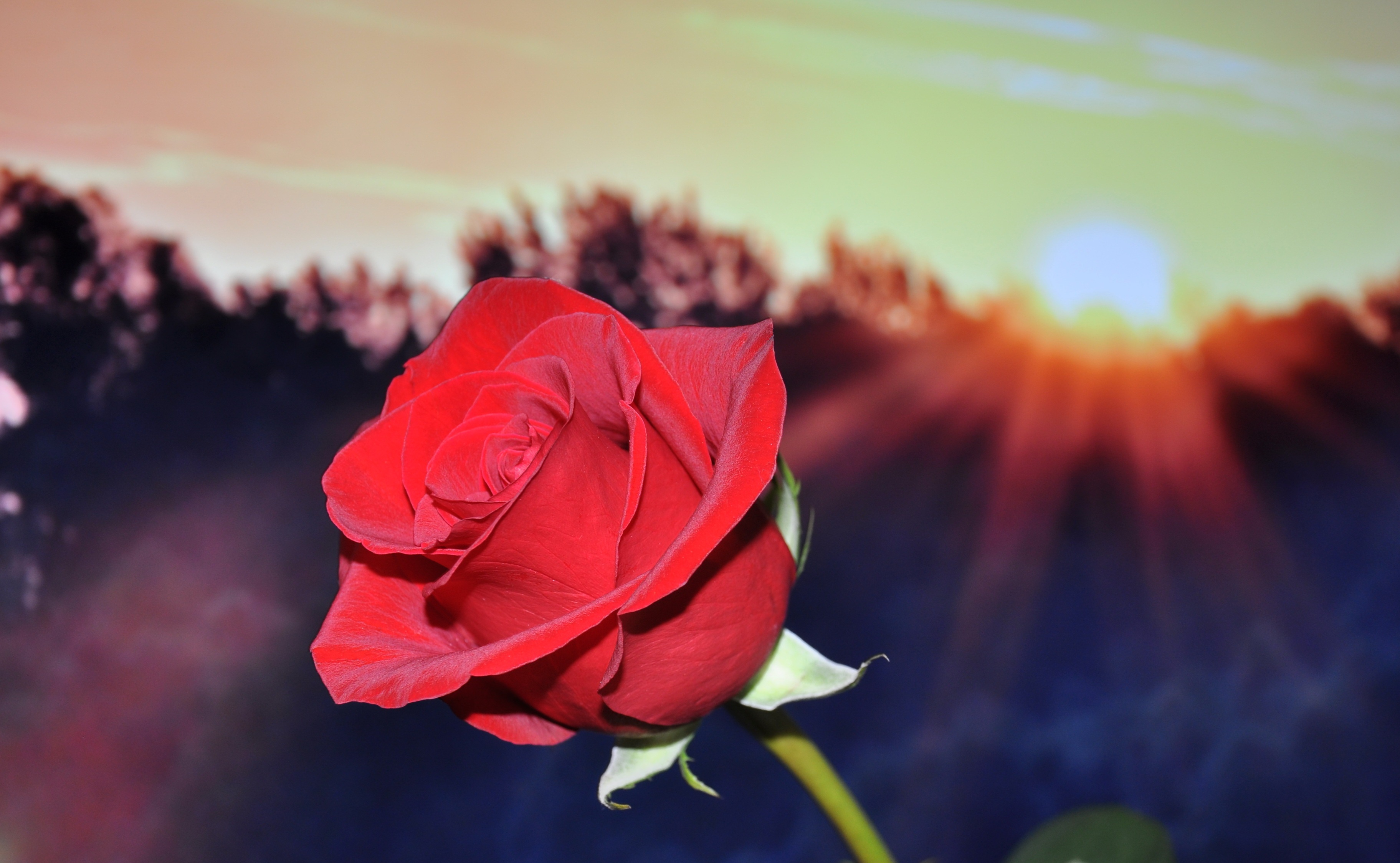 Скачать картинку Цветок, Роза, Красная Роза, Восход Солнца, Земля/природа, Флауэрсы в телефон бесплатно.