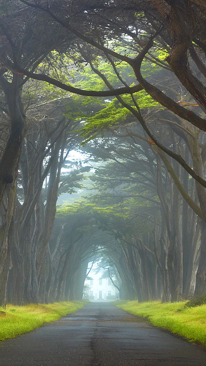 Download mobile wallpaper Road, Tree, Man Made, Tree Lined, Reyes National Seashore for free.
