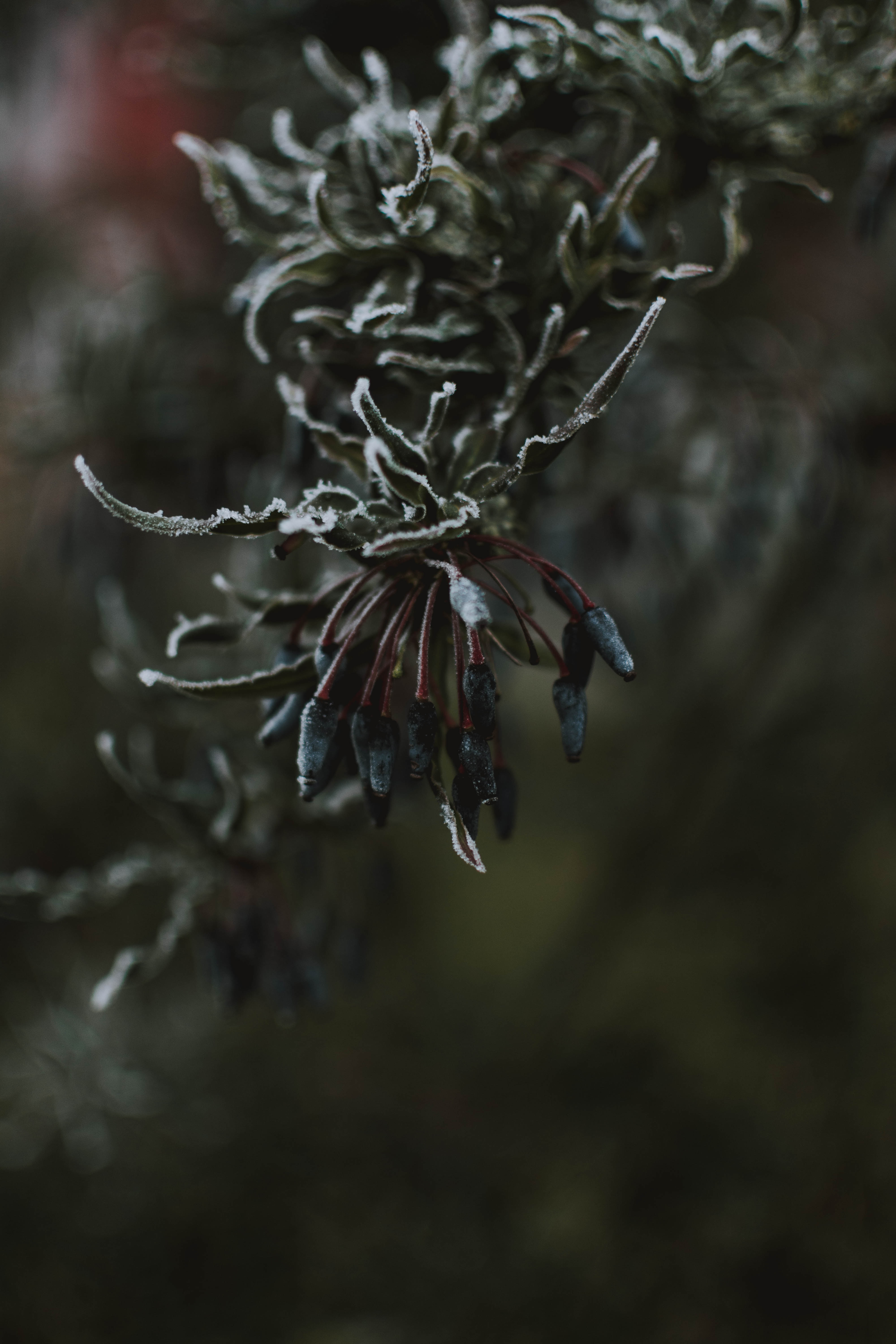 Download mobile wallpaper Frost, Branch, Macro, Leaves, Ice for free.
