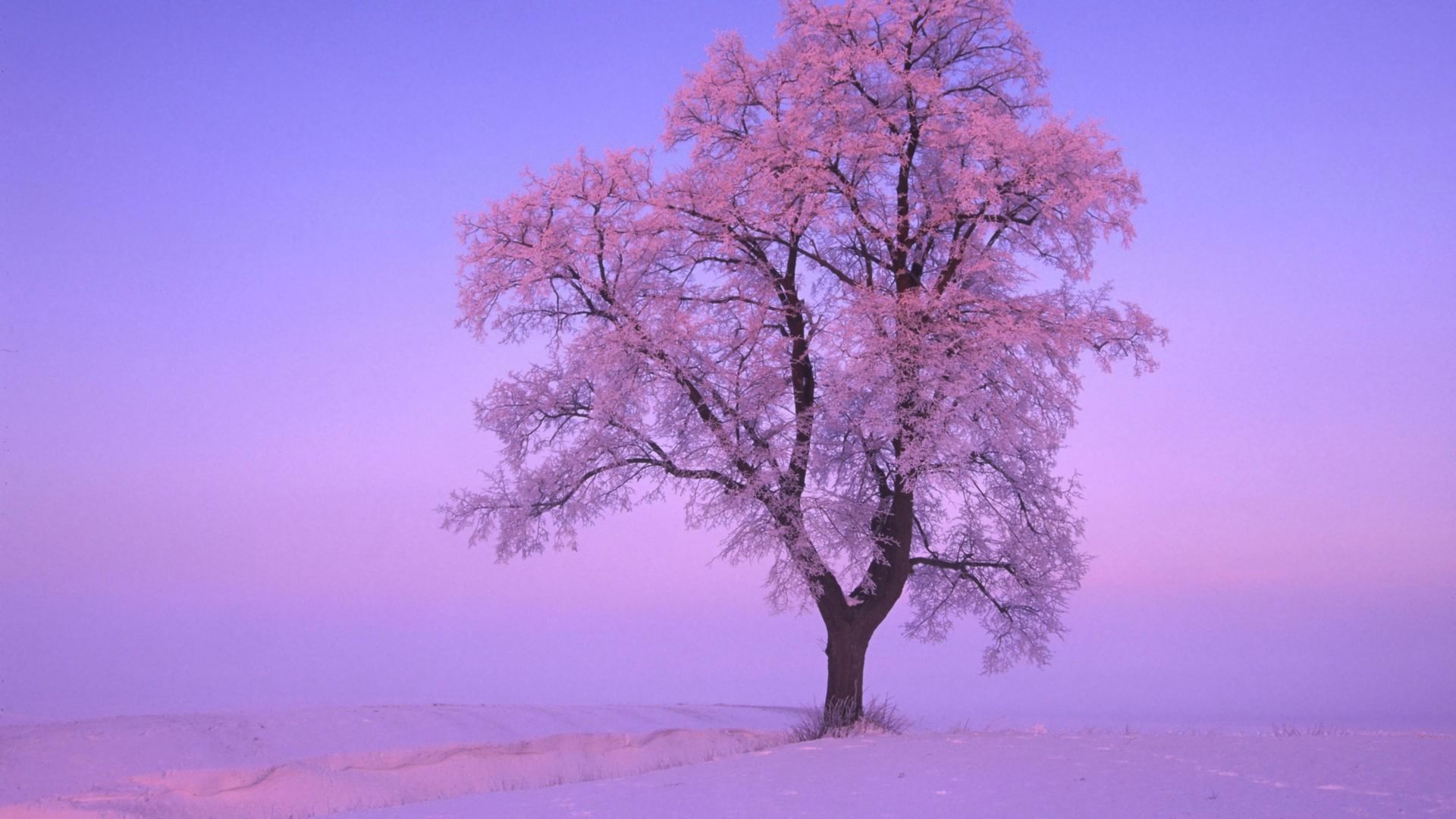 Скачати мобільні шпалери Зима, Сніг, Дерево, Земля, Рожевий безкоштовно.