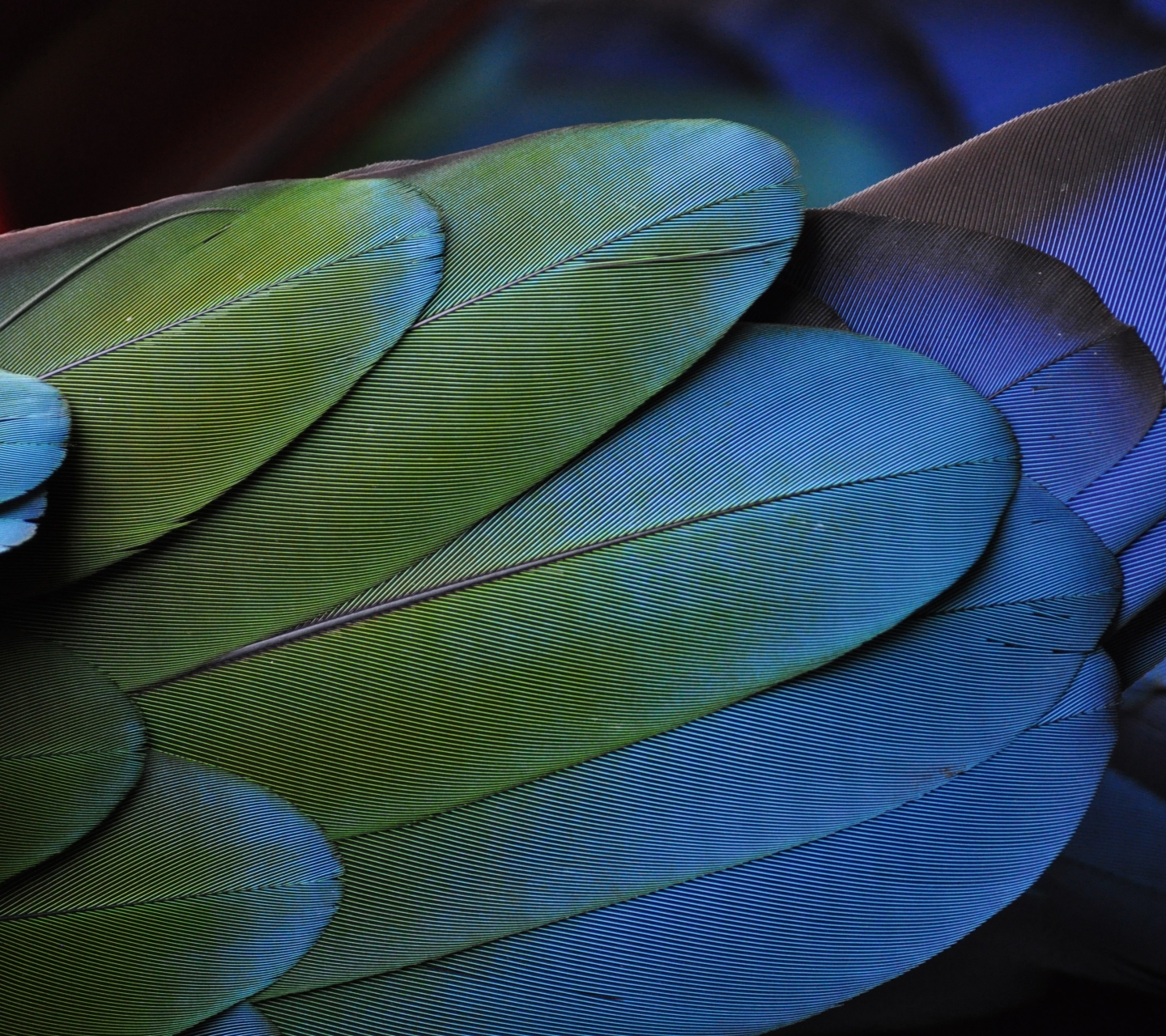 Free download wallpaper Feather, Photography on your PC desktop