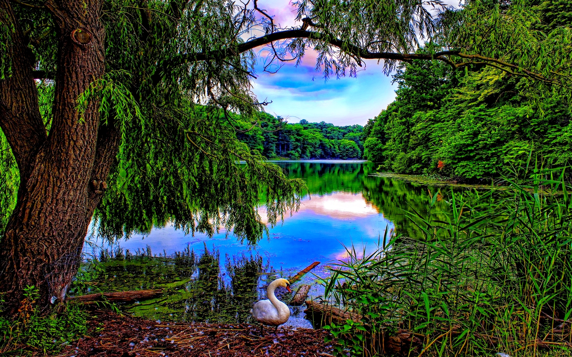 Download mobile wallpaper Lake, Animal, Swan, Spring, Mute Swan for free.
