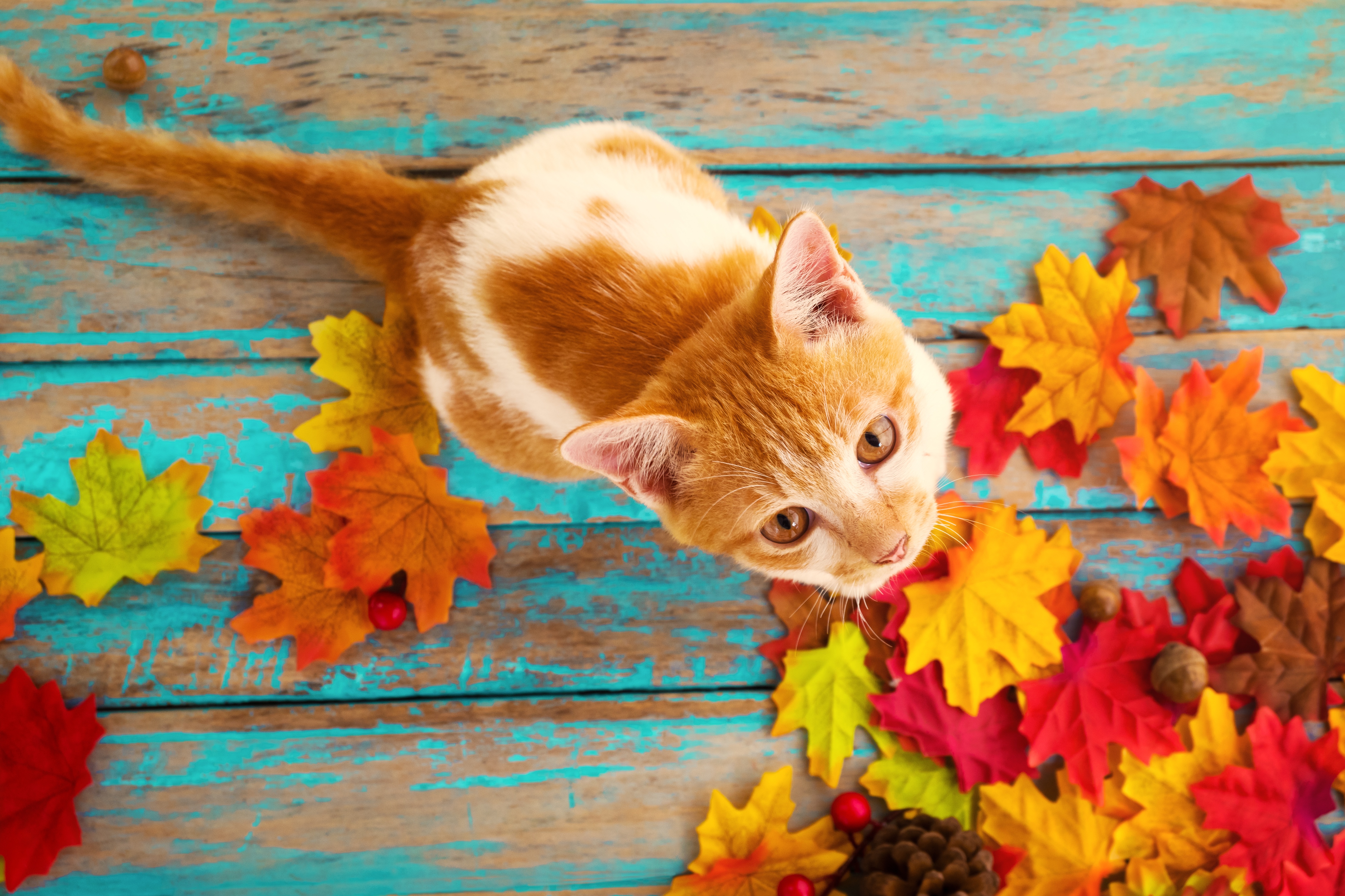 Download mobile wallpaper Cats, Cat, Leaf, Animal, Stare for free.