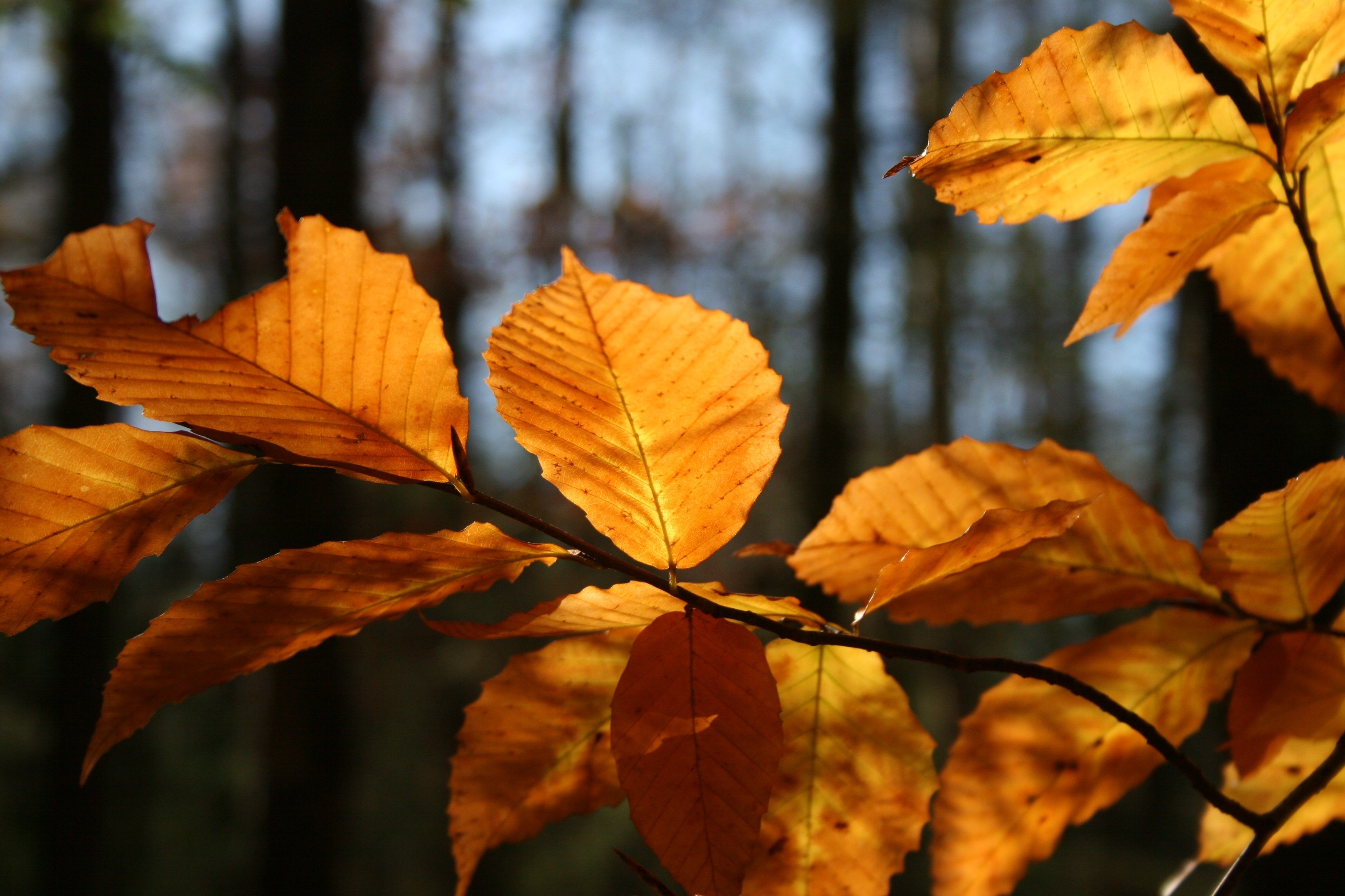 Téléchargez gratuitement l'image Automne, Terre/nature sur le bureau de votre PC