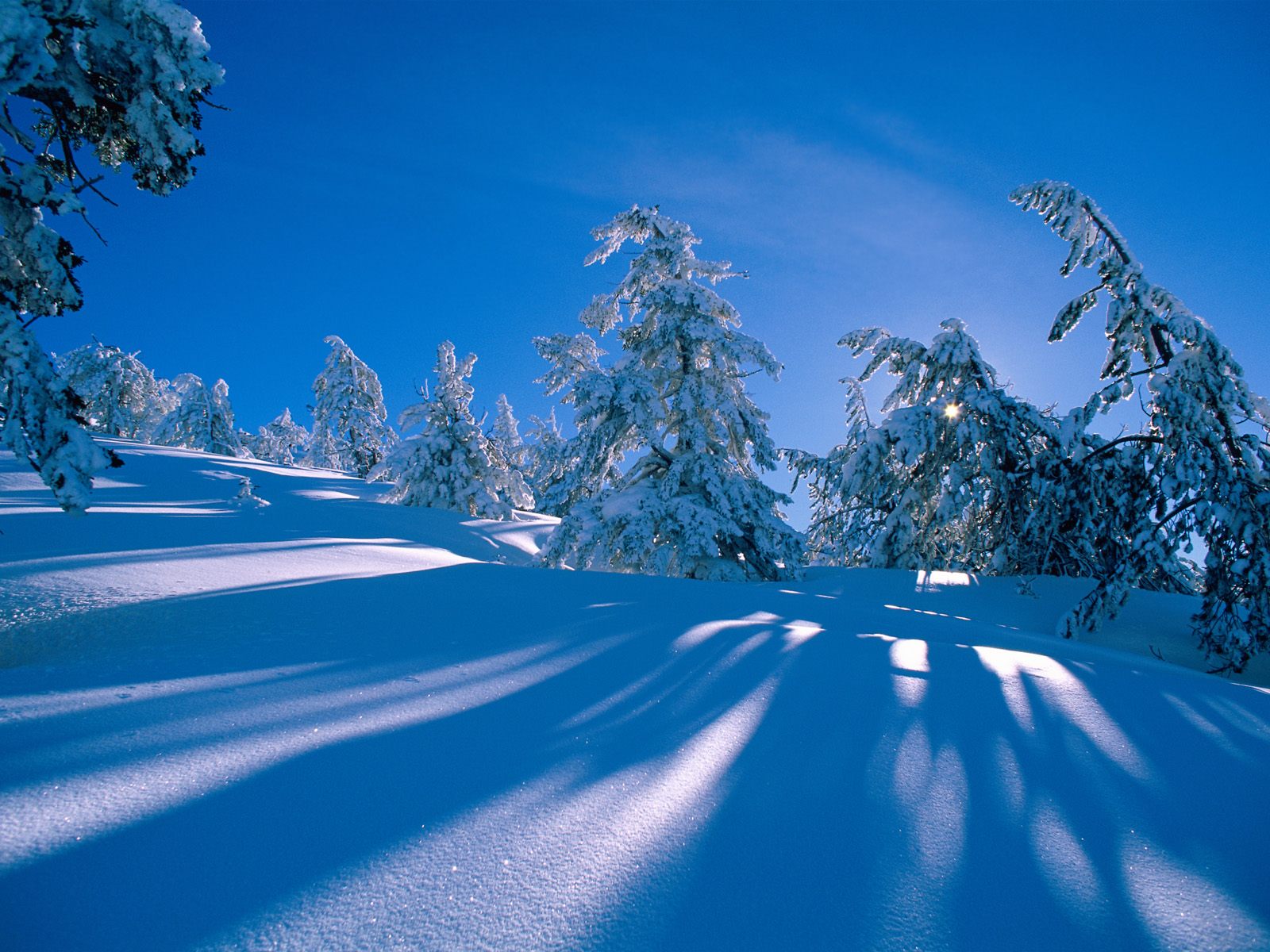 Free download wallpaper Winter, Snow, Tree, Earth on your PC desktop