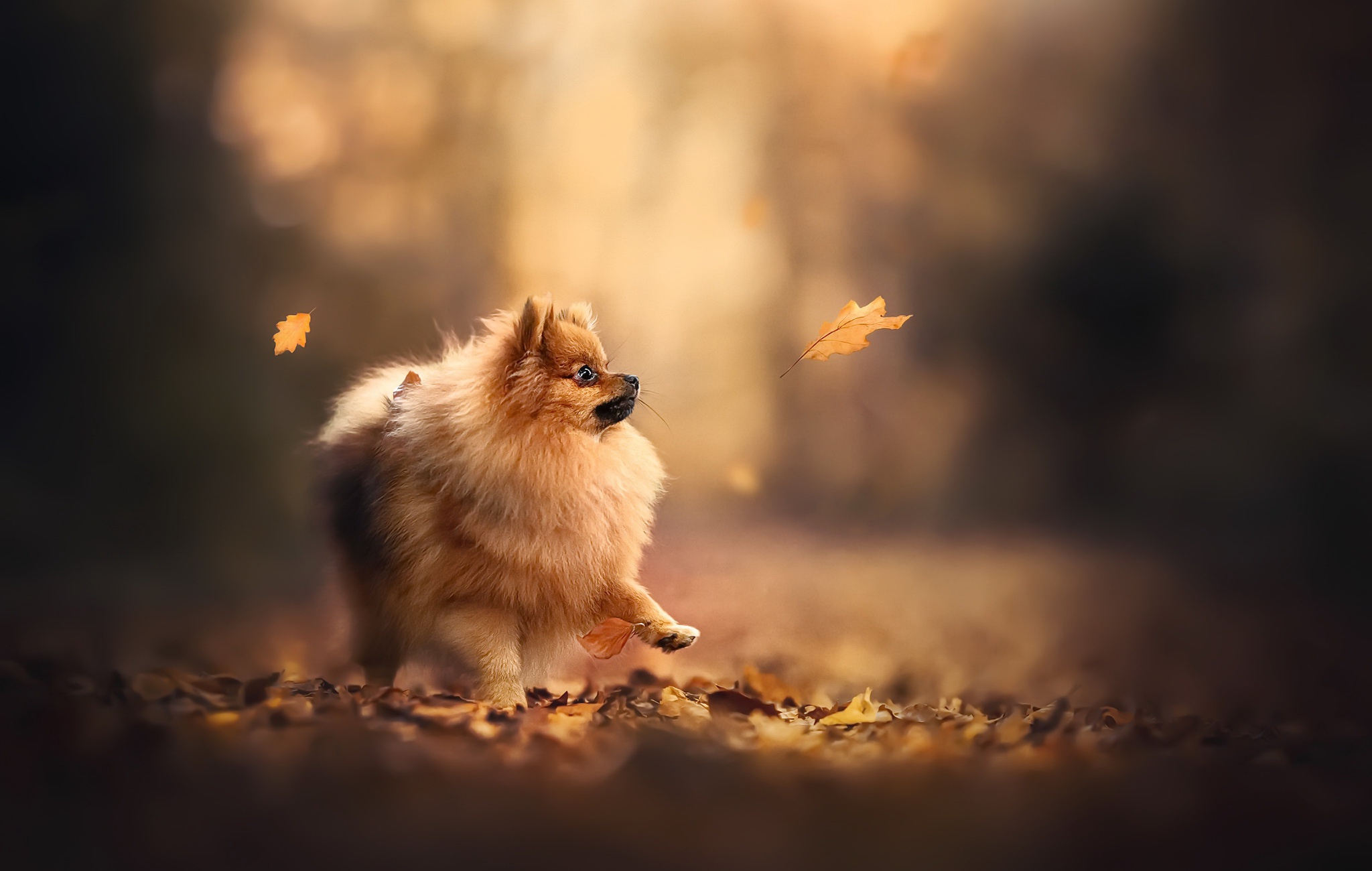 Download mobile wallpaper Dogs, Dog, Animal, Pomeranian, Depth Of Field for free.