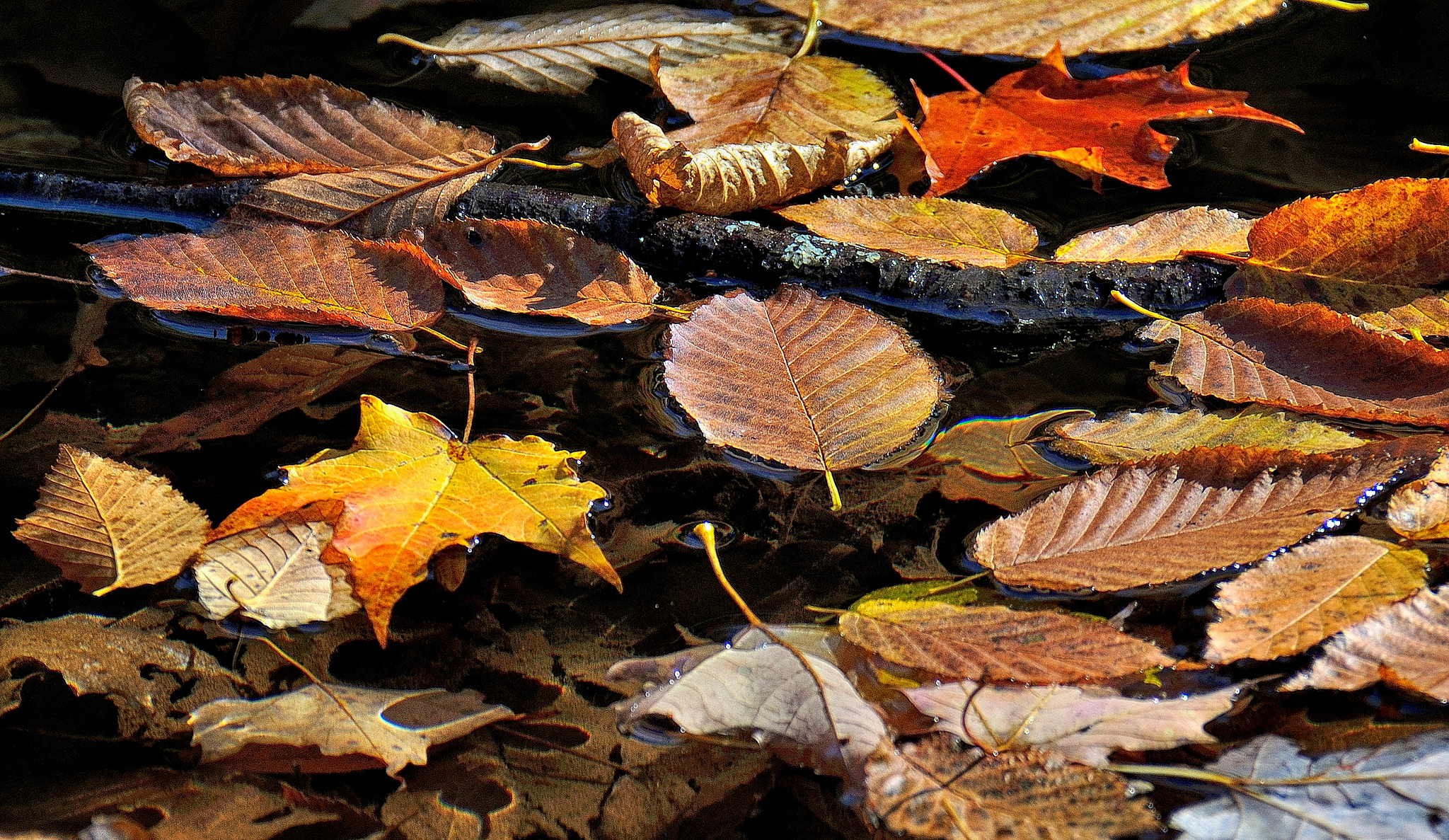 Free download wallpaper Nature, Water, Leaf, Fall, Earth on your PC desktop