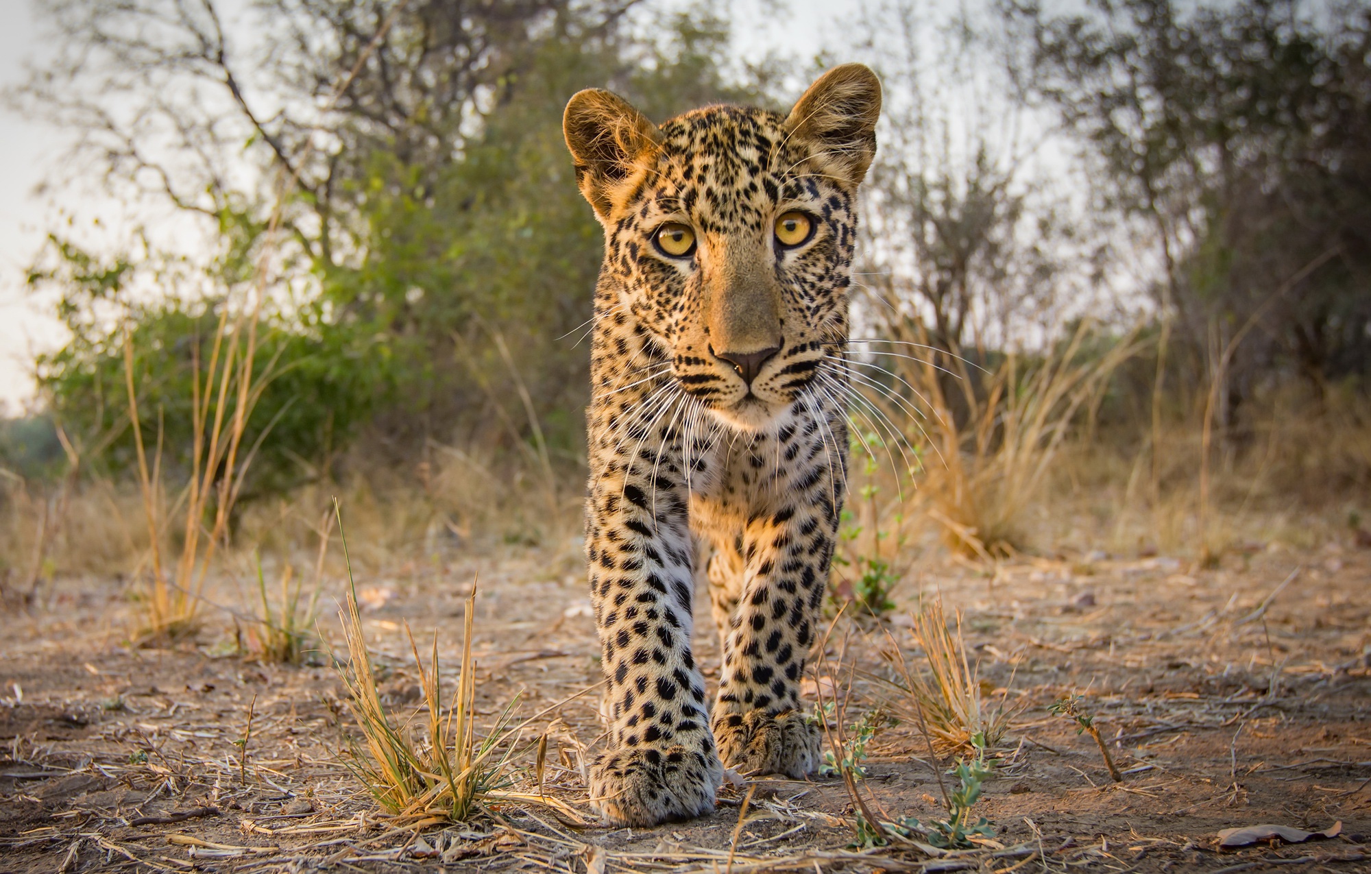 Laden Sie das Tiere, Katzen, Leopard-Bild kostenlos auf Ihren PC-Desktop herunter