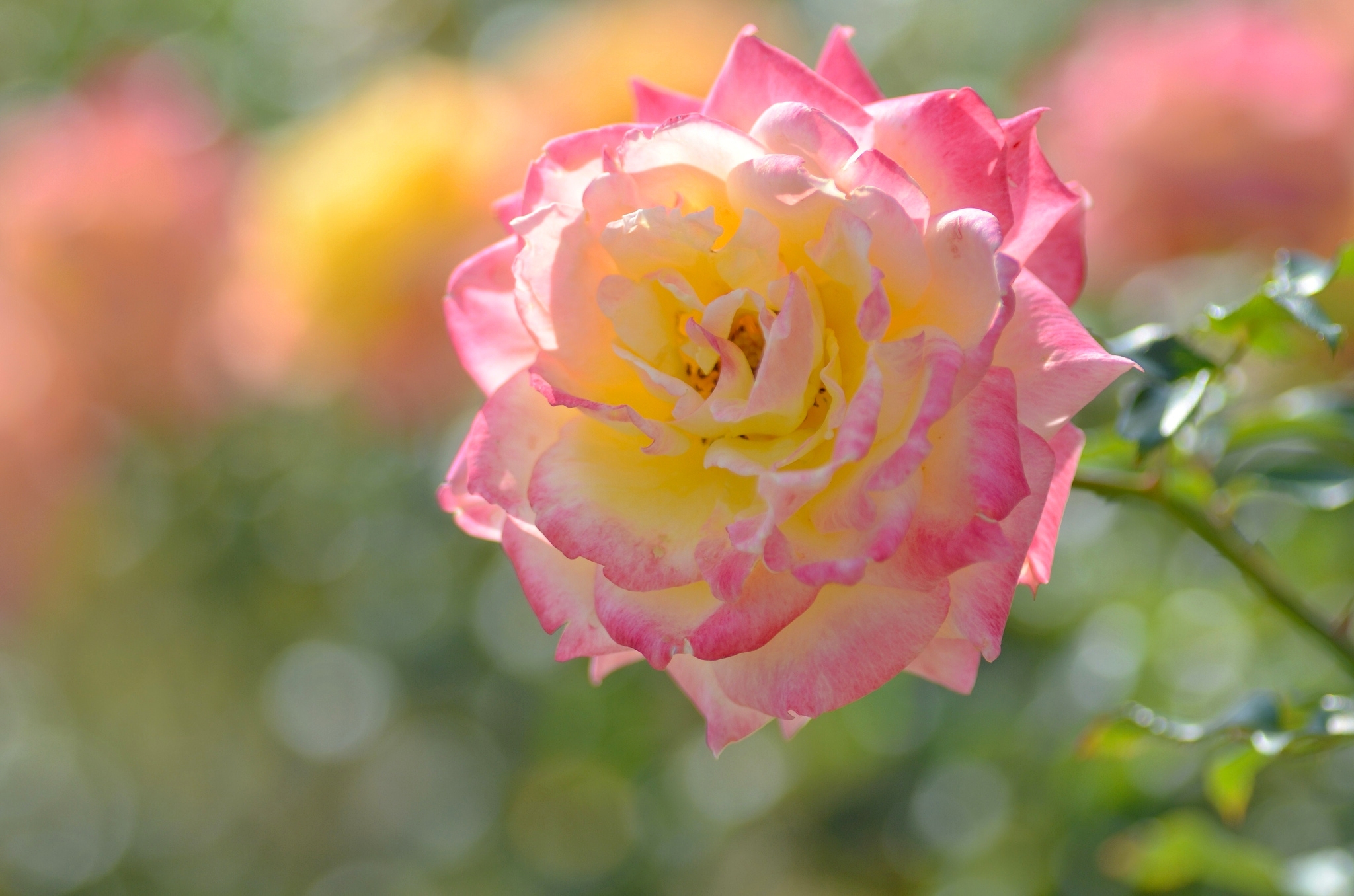 Free download wallpaper Flowers, Flower, Macro, Rose, Earth, Petal on your PC desktop