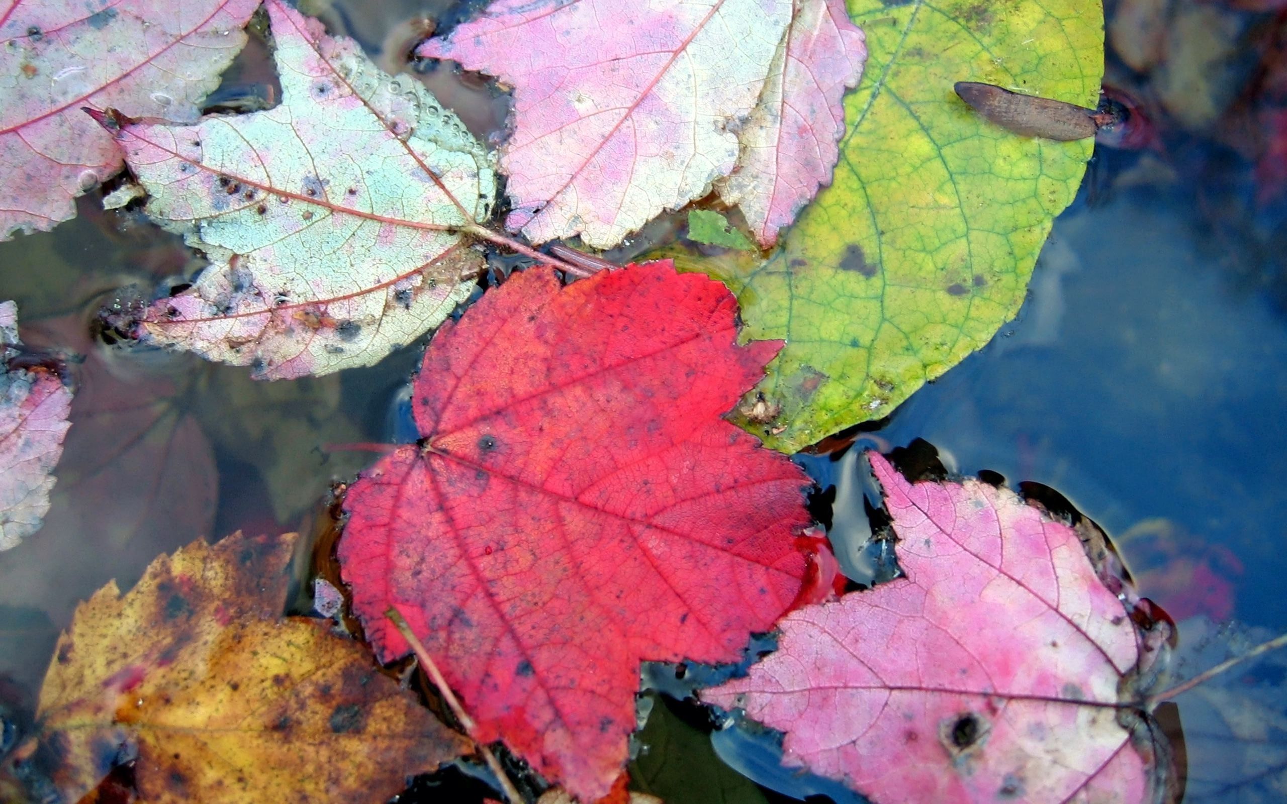 Handy-Wallpaper Blätter, Motley, Wasser, Schwimmen, Makro, Mehrfarbig, Herbst kostenlos herunterladen.