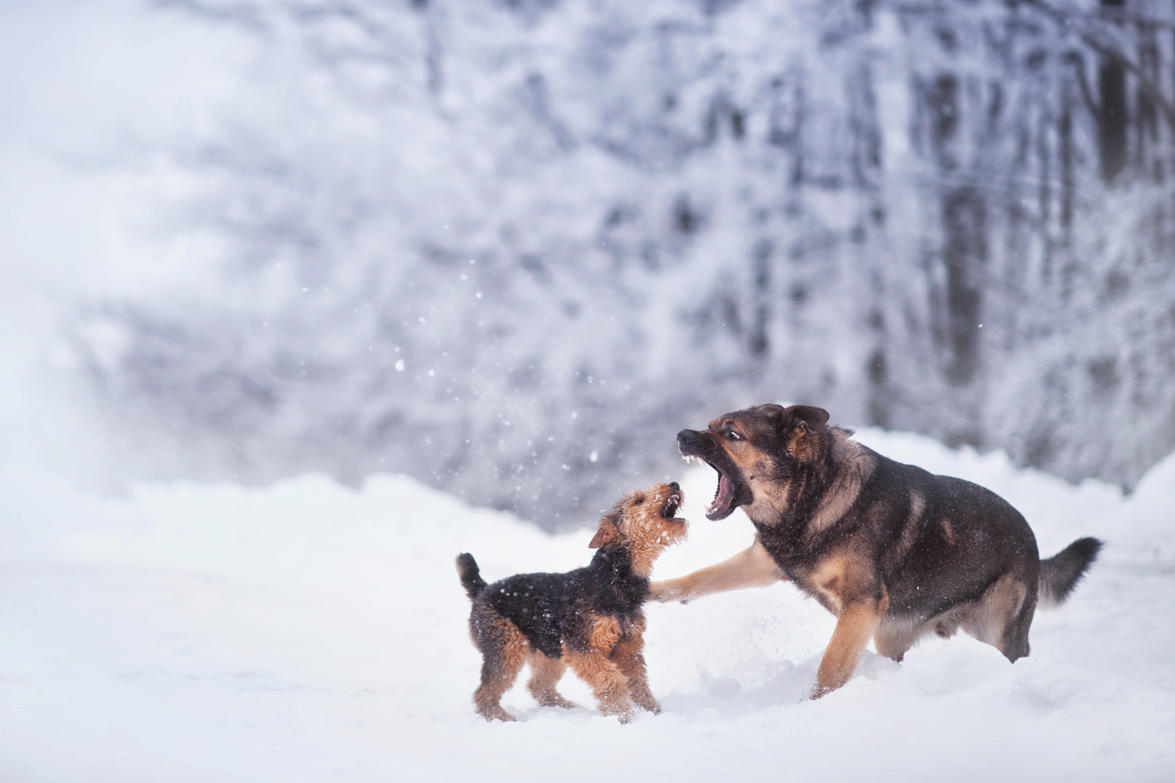 Laden Sie das Tiere, Winter, Hunde, Hund, Spielen-Bild kostenlos auf Ihren PC-Desktop herunter
